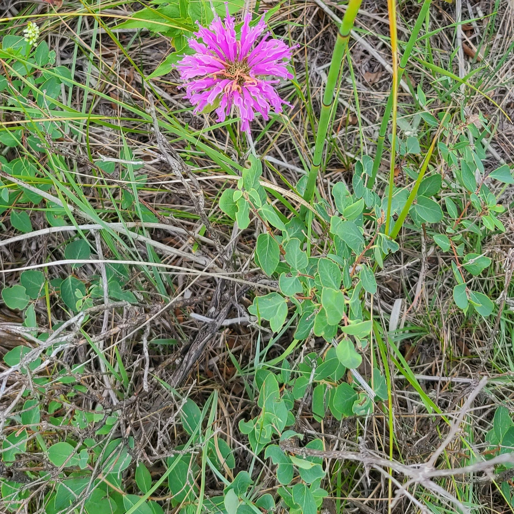 Wild Bergamot (Monarda fistulosa)
