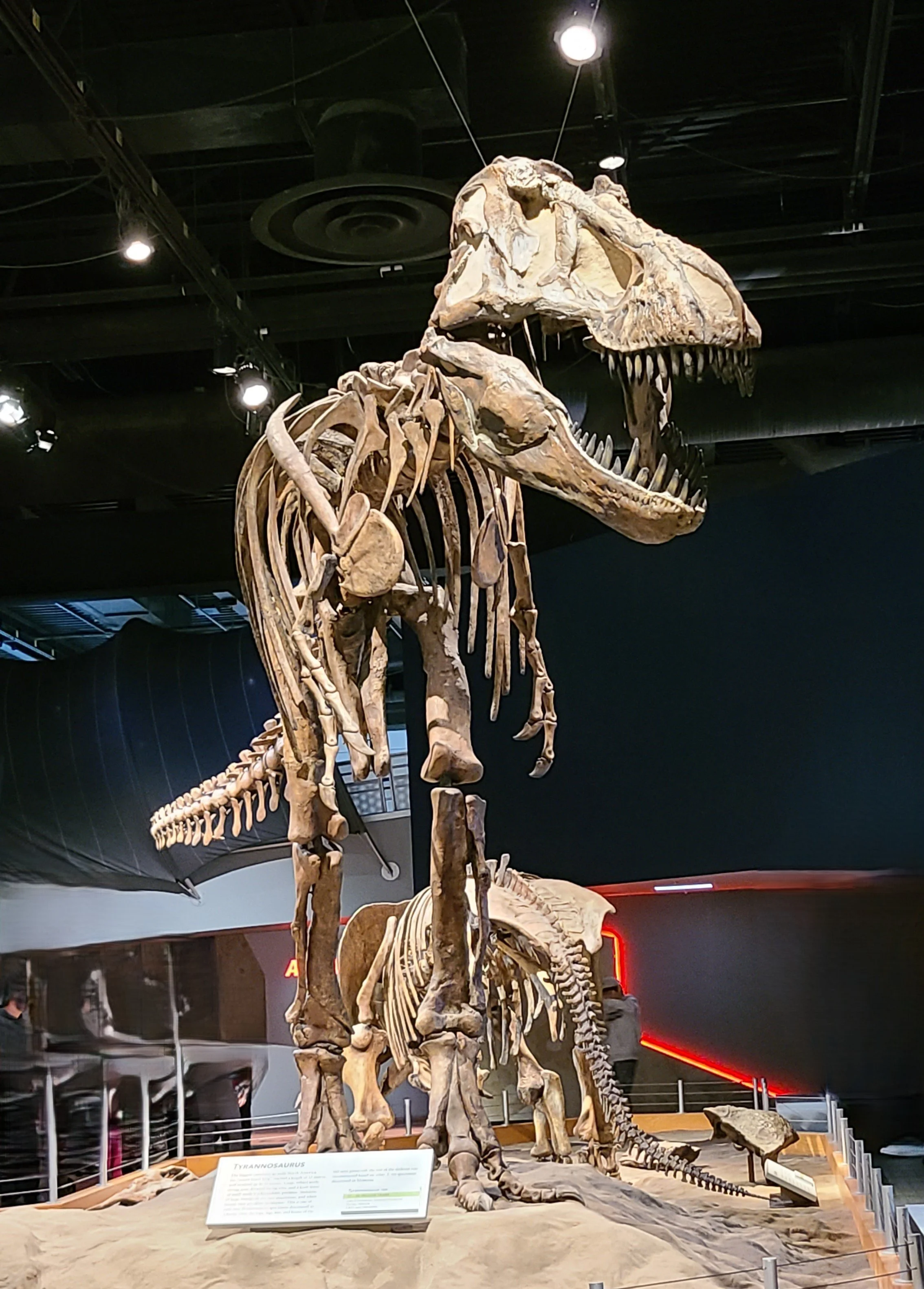 Tyrannosaurus rex