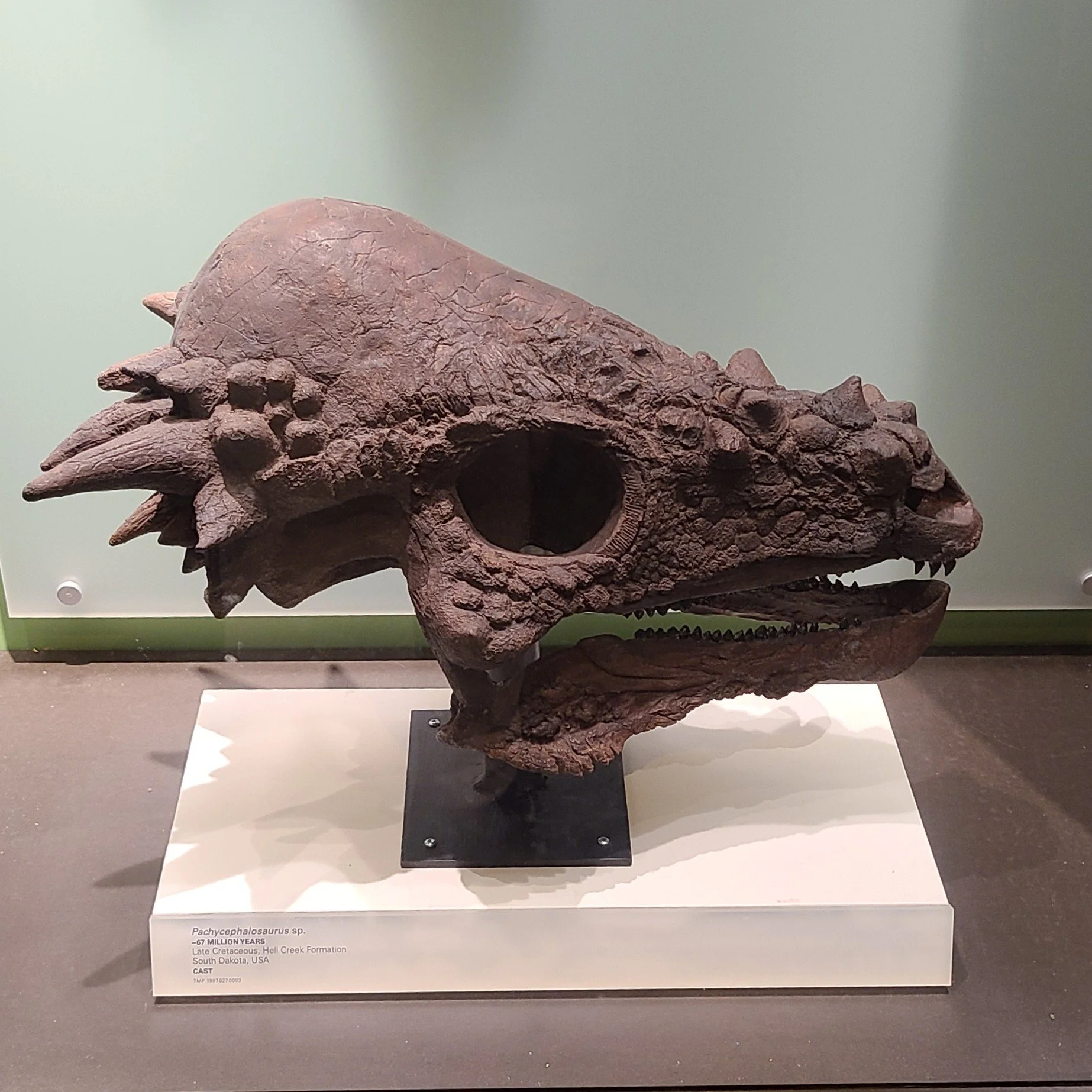 Pachycephalosaurus