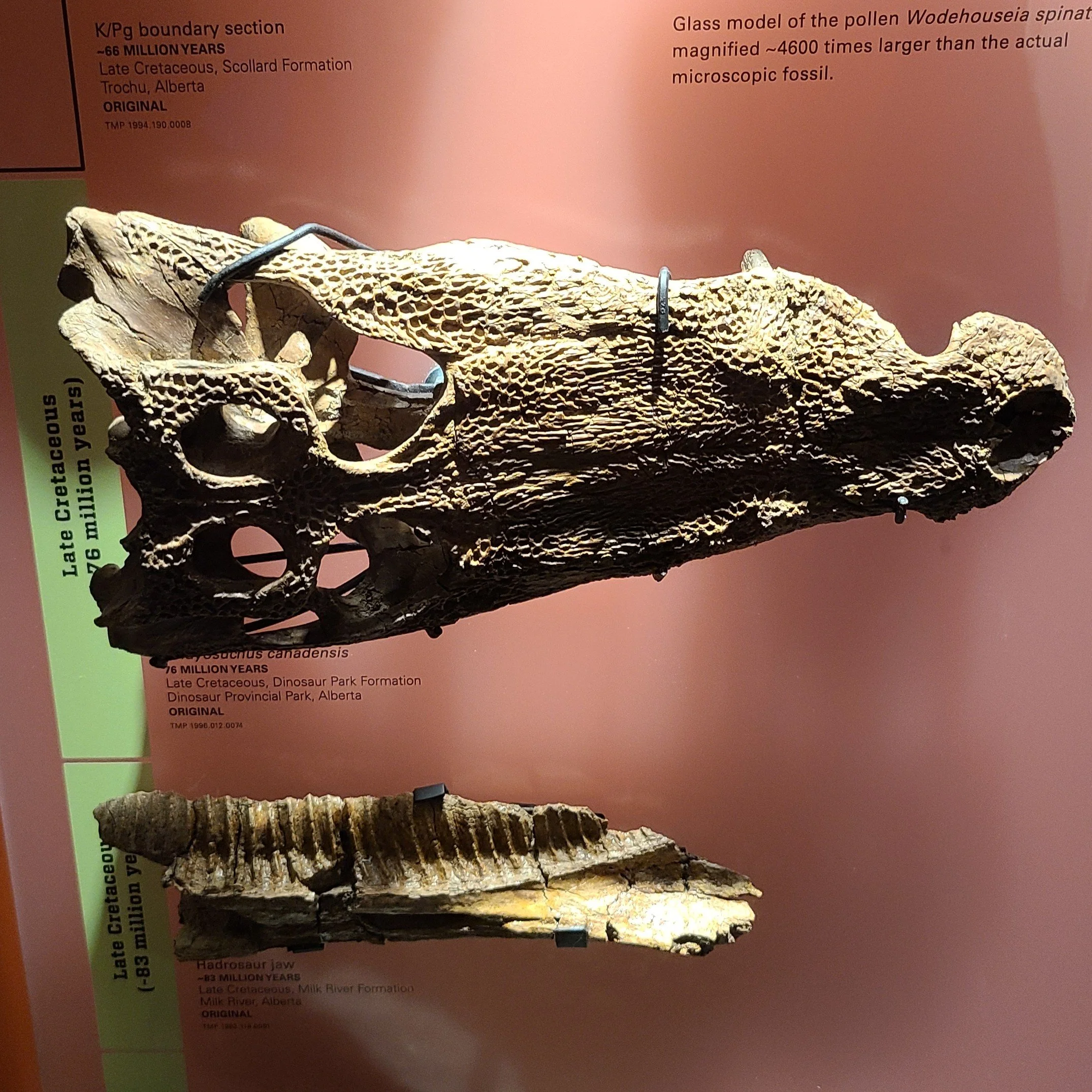 Leidyosuchus canadensis
