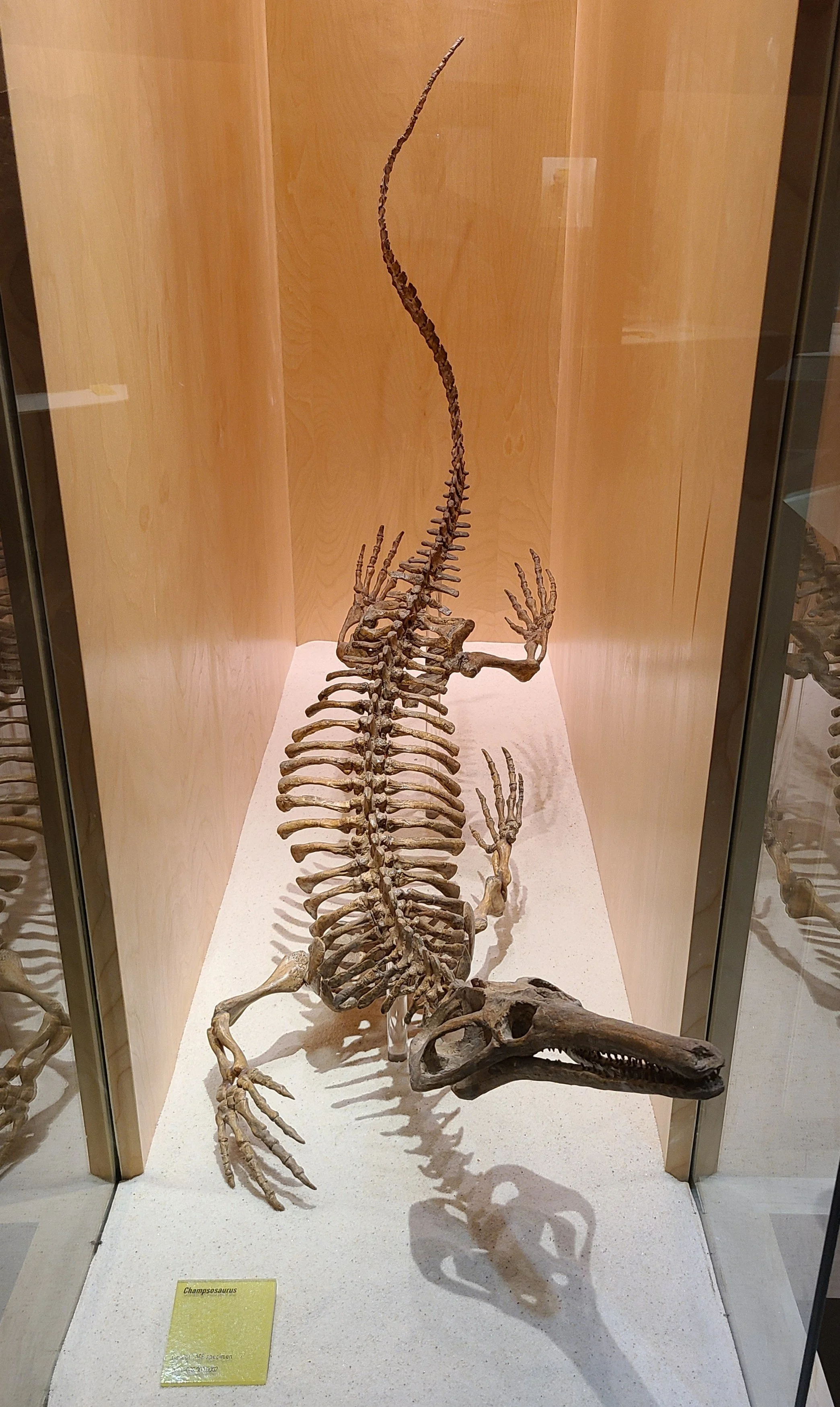 Champsosaurus