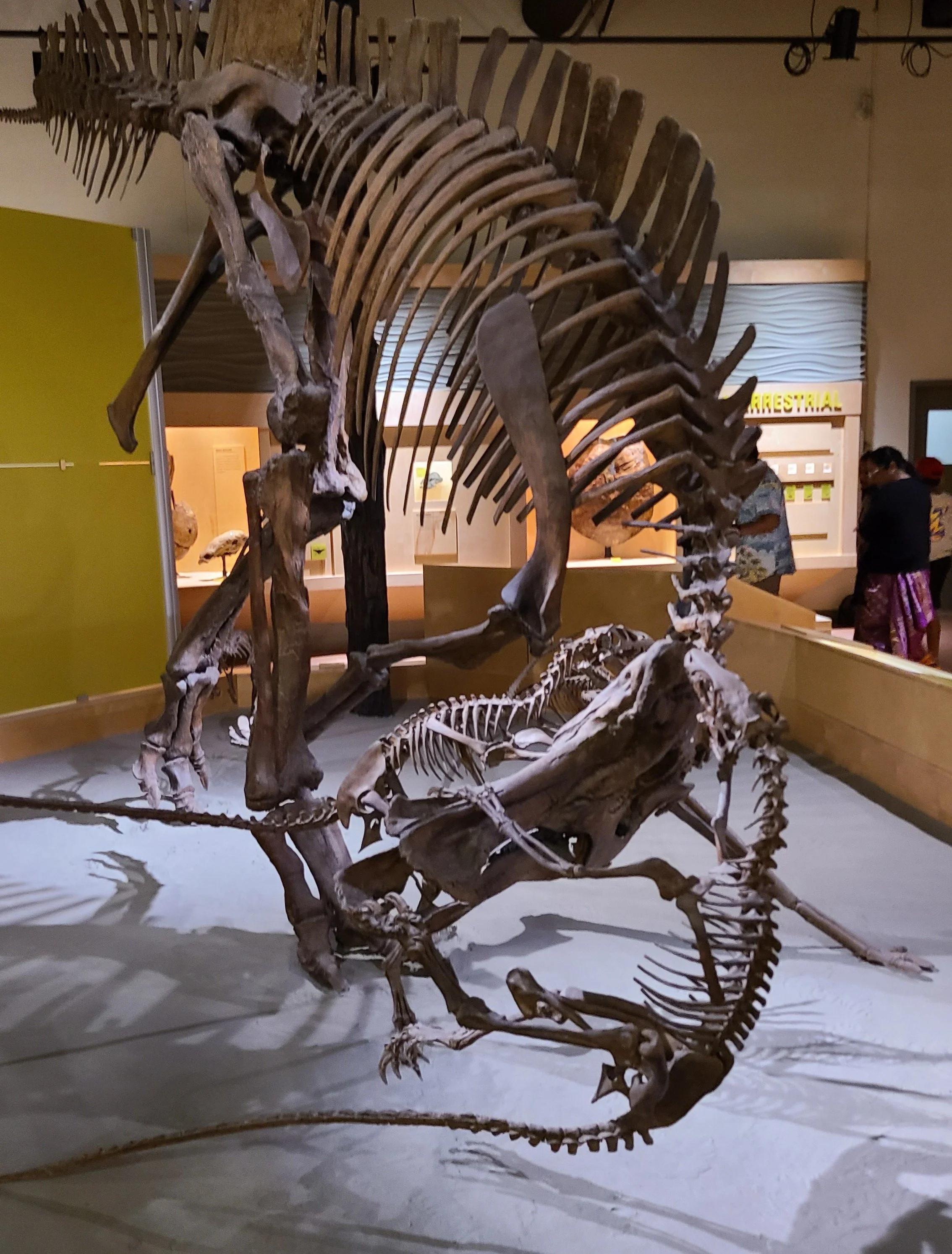 Raptor attack