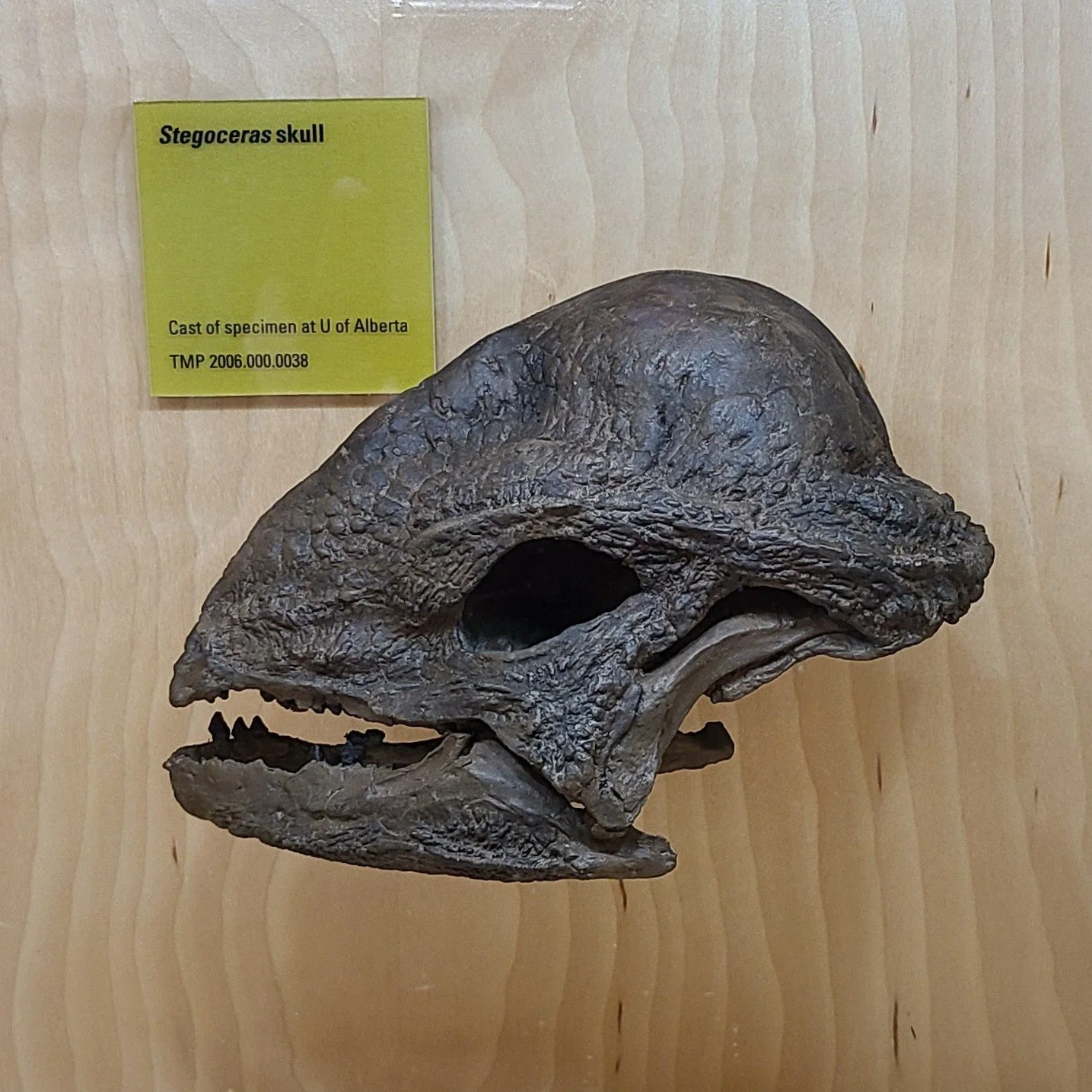 Stegoceras skull