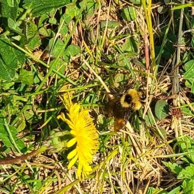 Indiscriminate Cuckoo Bumble Bee (Bombus insularis) at Cypress Hills Bioblitz 2025