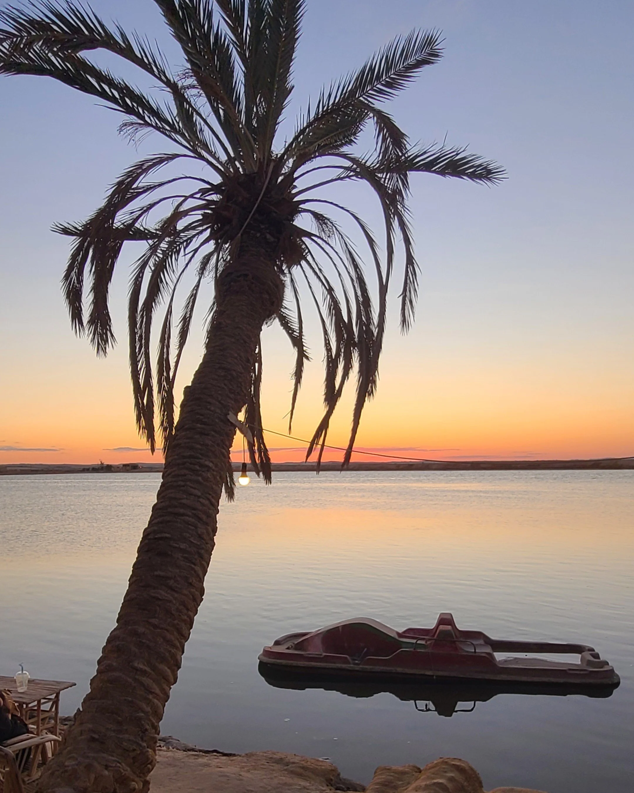Palm at Gezira Fatnas, at sunset.