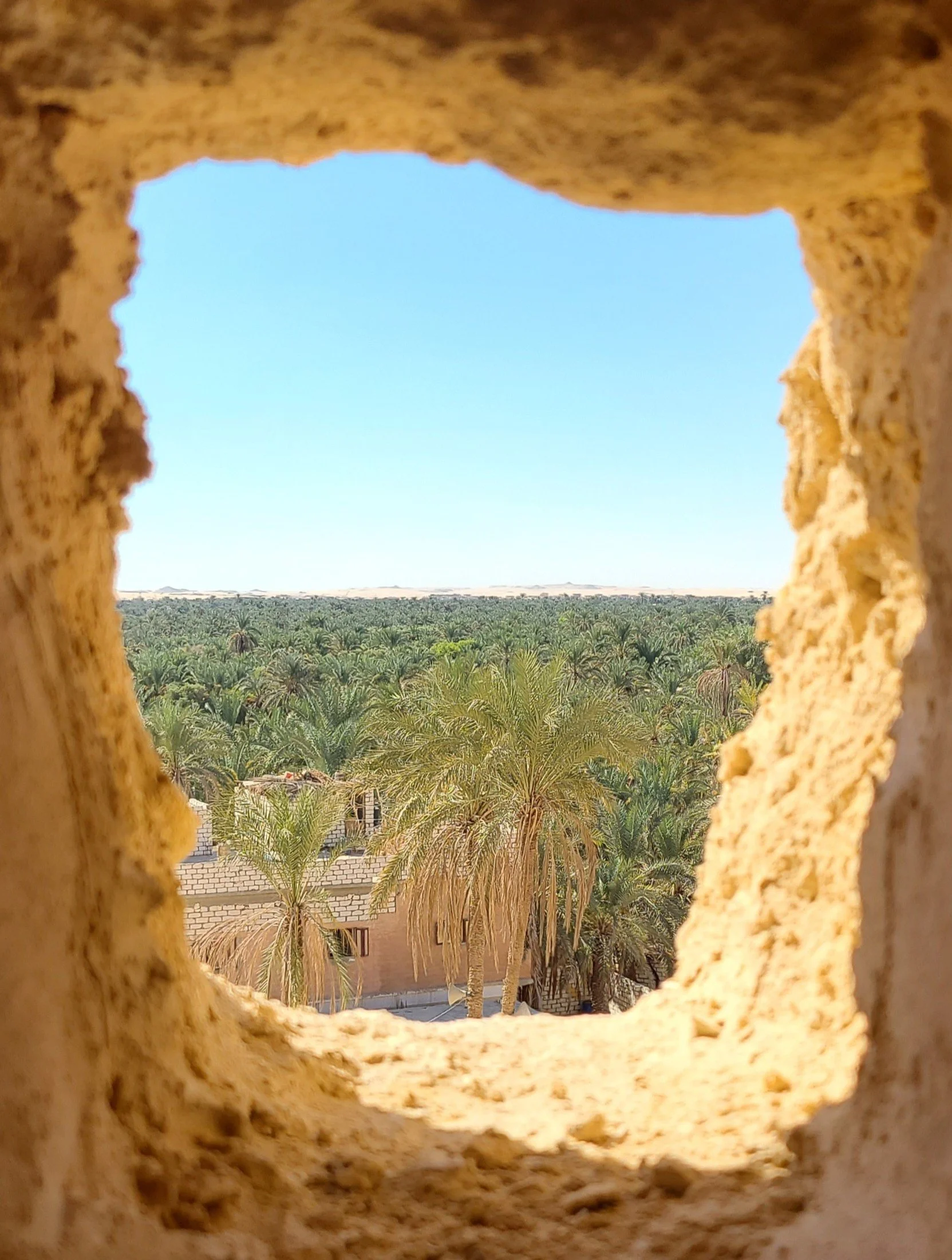 That wall of green, visible through a window at the Temple of the Oracle.