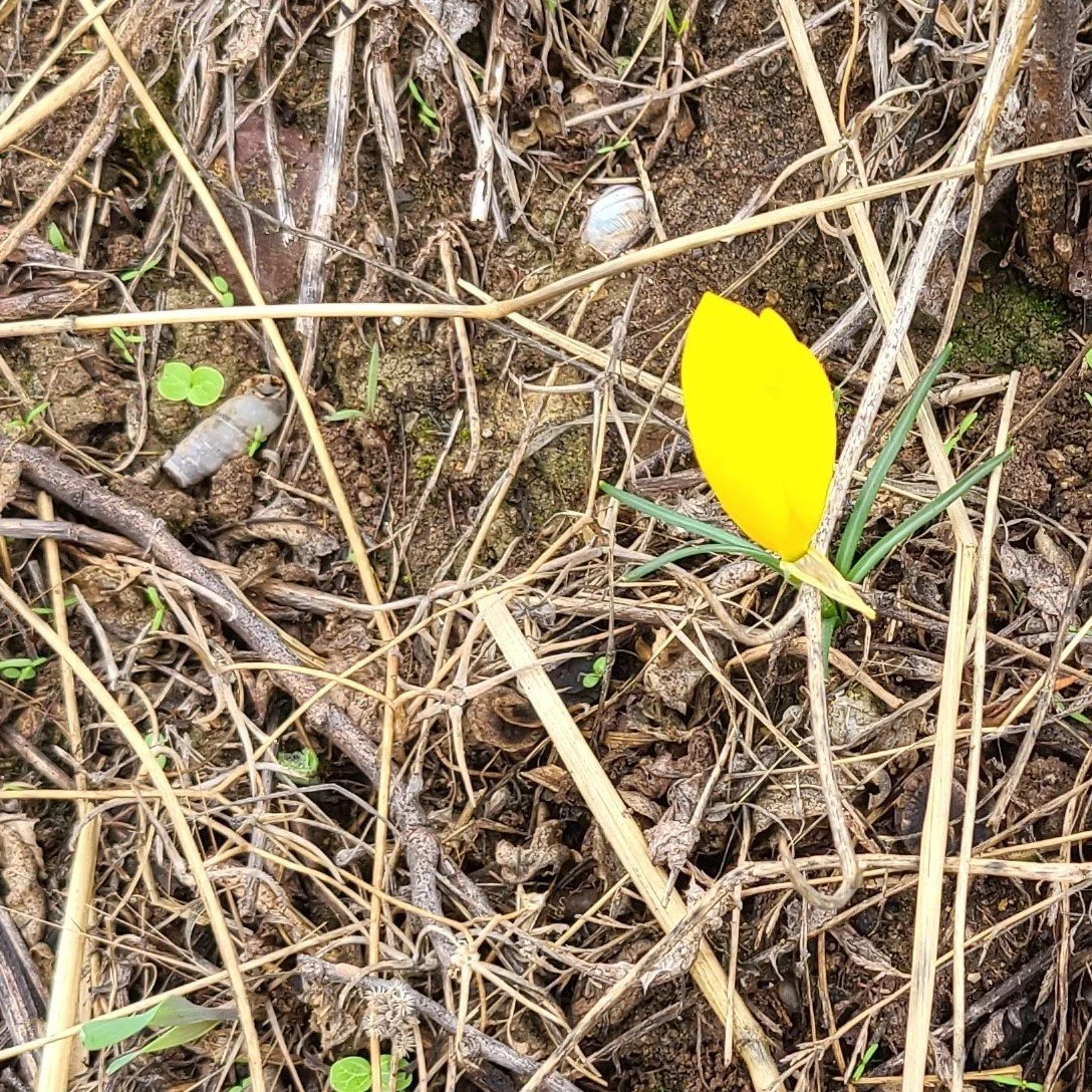 Yellow Sternbergia and 2 different molluscs