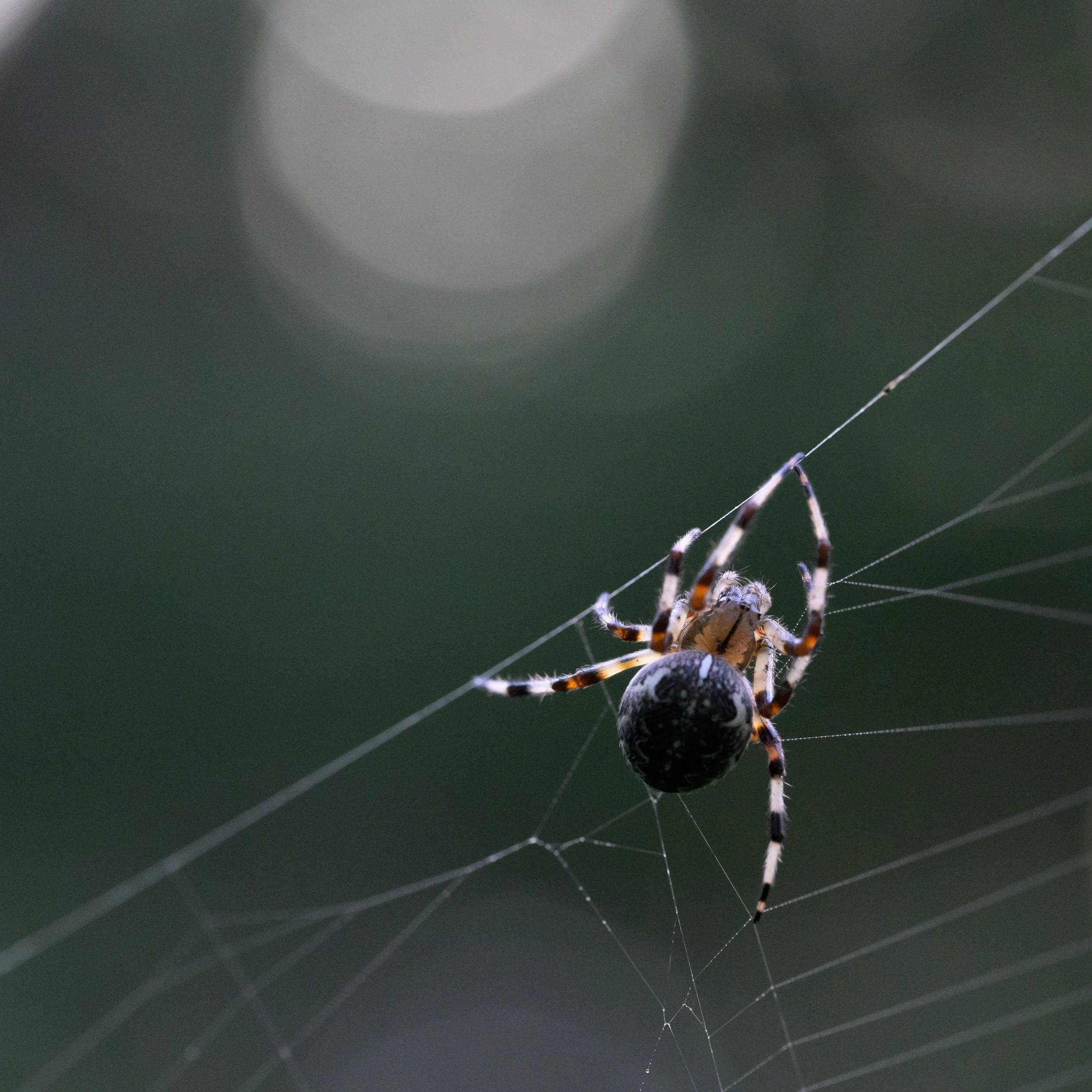 Save a Spider Day🕸️