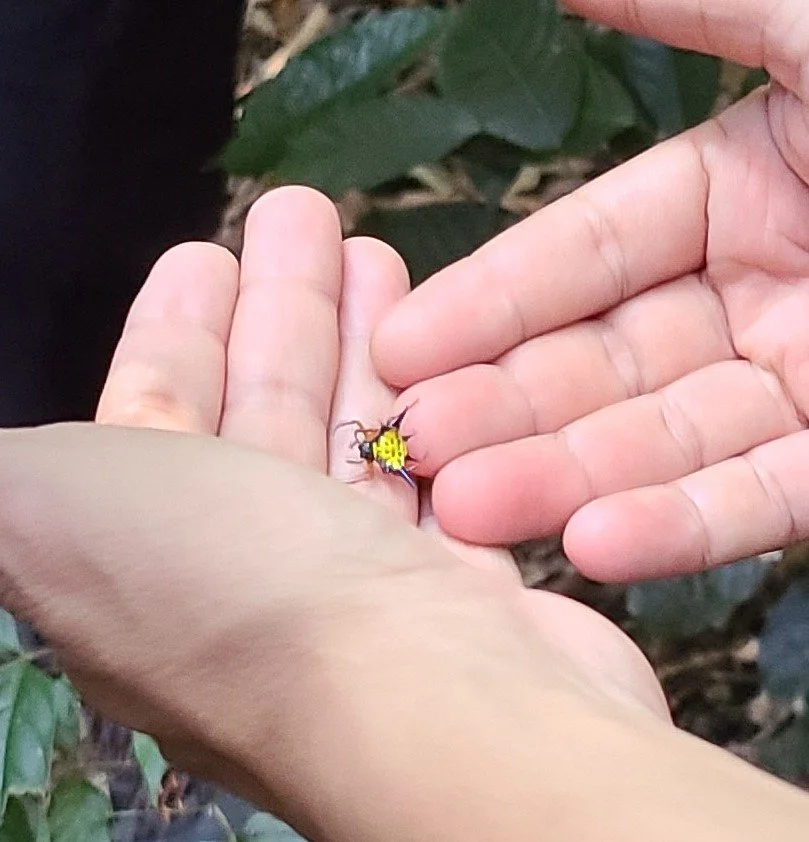 Hasselt's Spiny Spider (Macracantha hasselti) - Cuc Phuong, VN