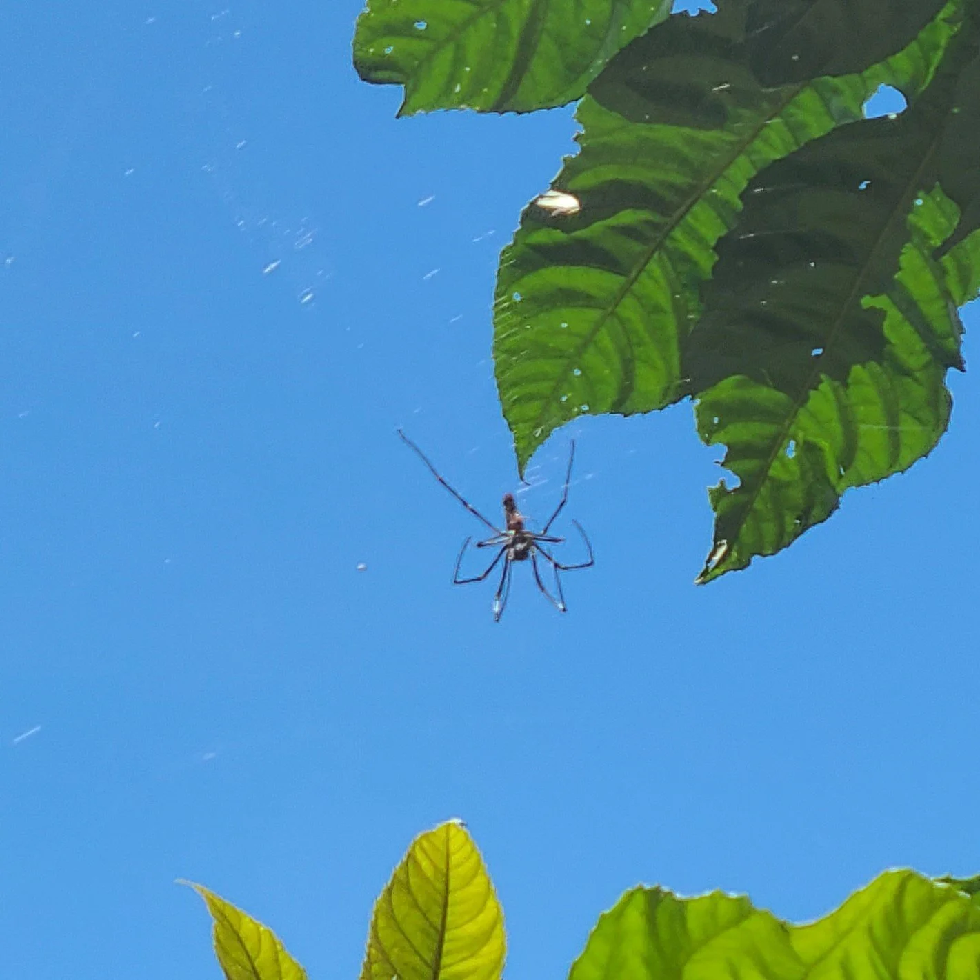 Giant Golden Orbweaver (Nephila pilipes) - Doi Inthanon, TH