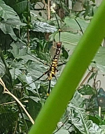 Giant Golden Orbweaver (Nephila pilipes) - Cuc Phuong, VN