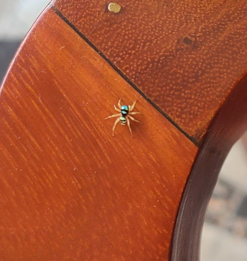 Banded Phintella (Piniella vittata) - Ninh Binh, VN
