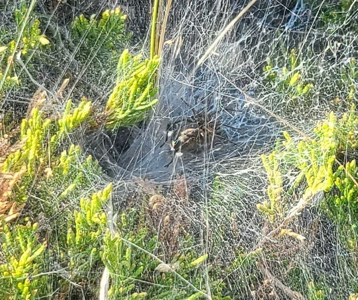 Grass Spiders Genus Agelenopsis - White Rock Coulee, AB