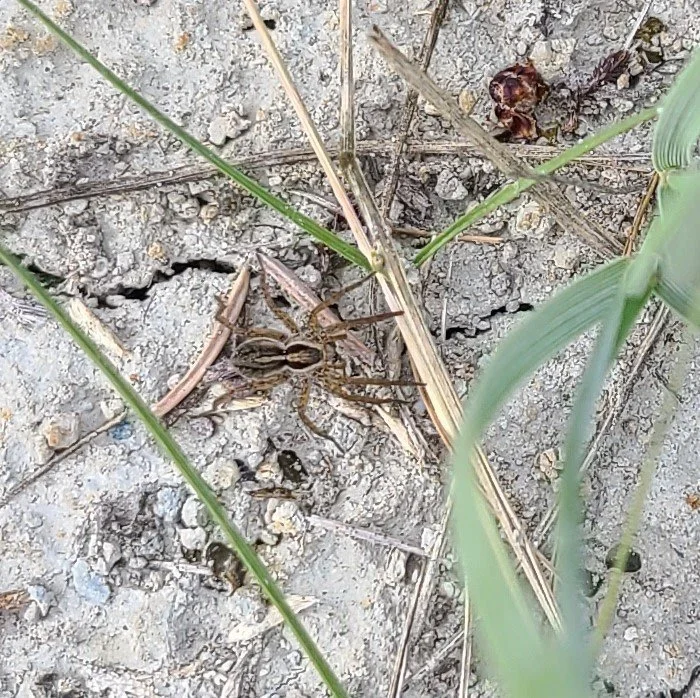 Thin-legged Wolf Spiders Genus Pardosa - Ibex Valley, YT