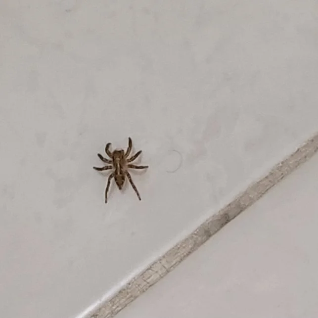 Pantropical Jumping Spider (Plexippus paykulli) - Luxor, EG