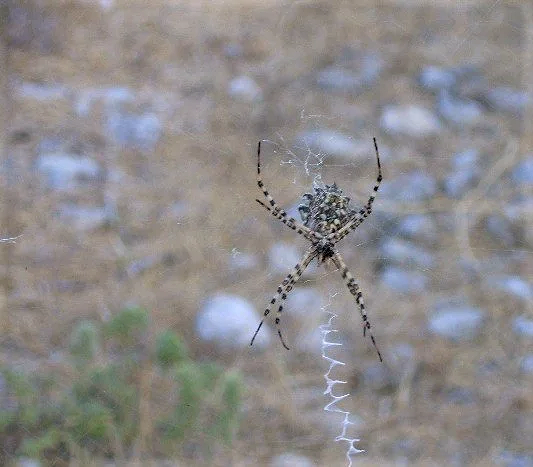 Lobed Argiope (Argiope lobata) Crete, GR