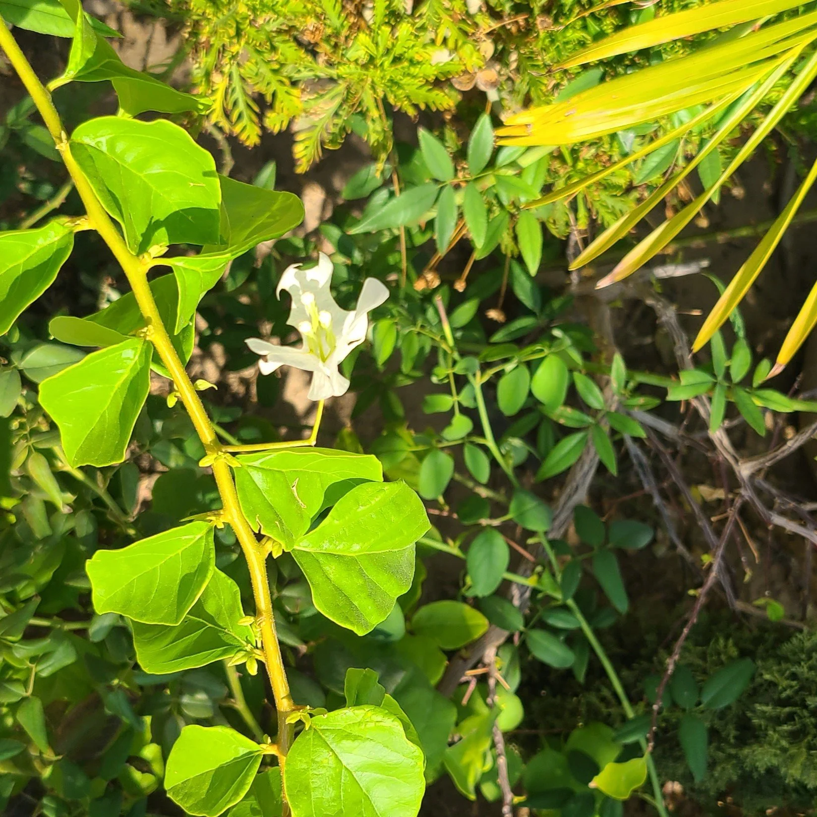 20251029_105509 flora.jpg