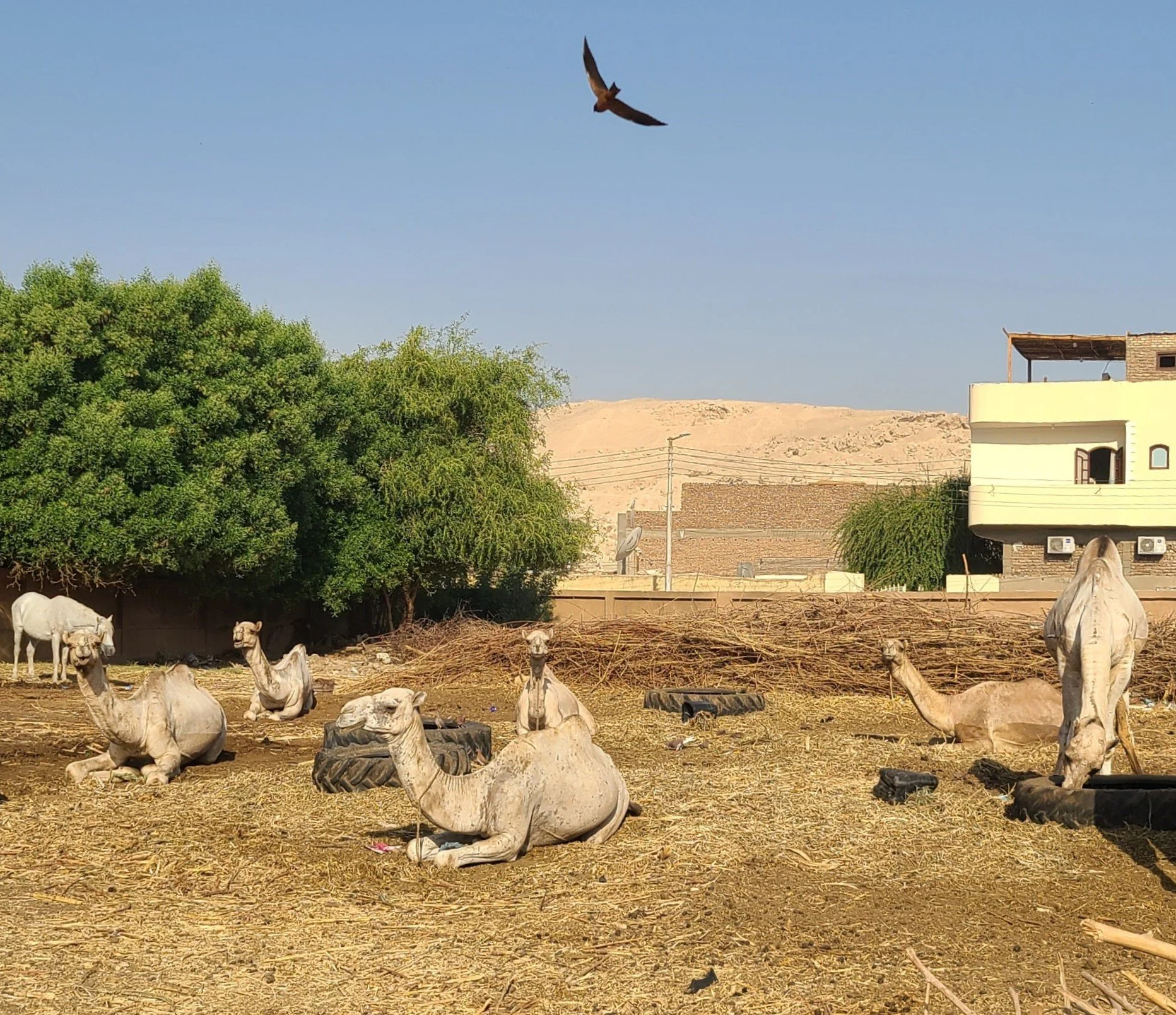 20251021_090853 camels.jpg