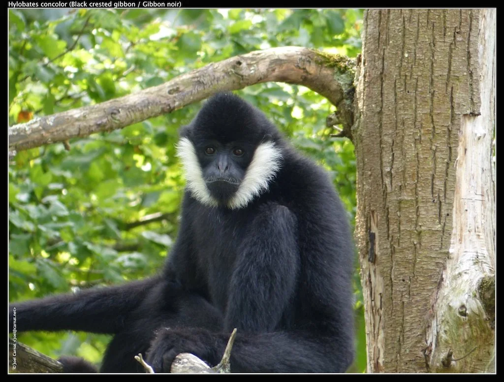 Black Crested Gibbon - male 