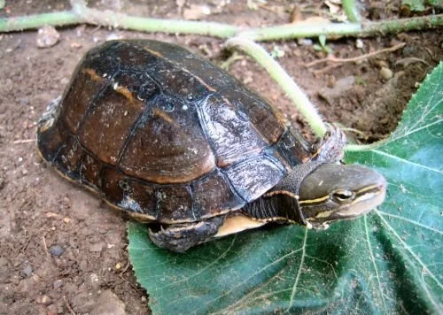 Yunnan Box Turtle