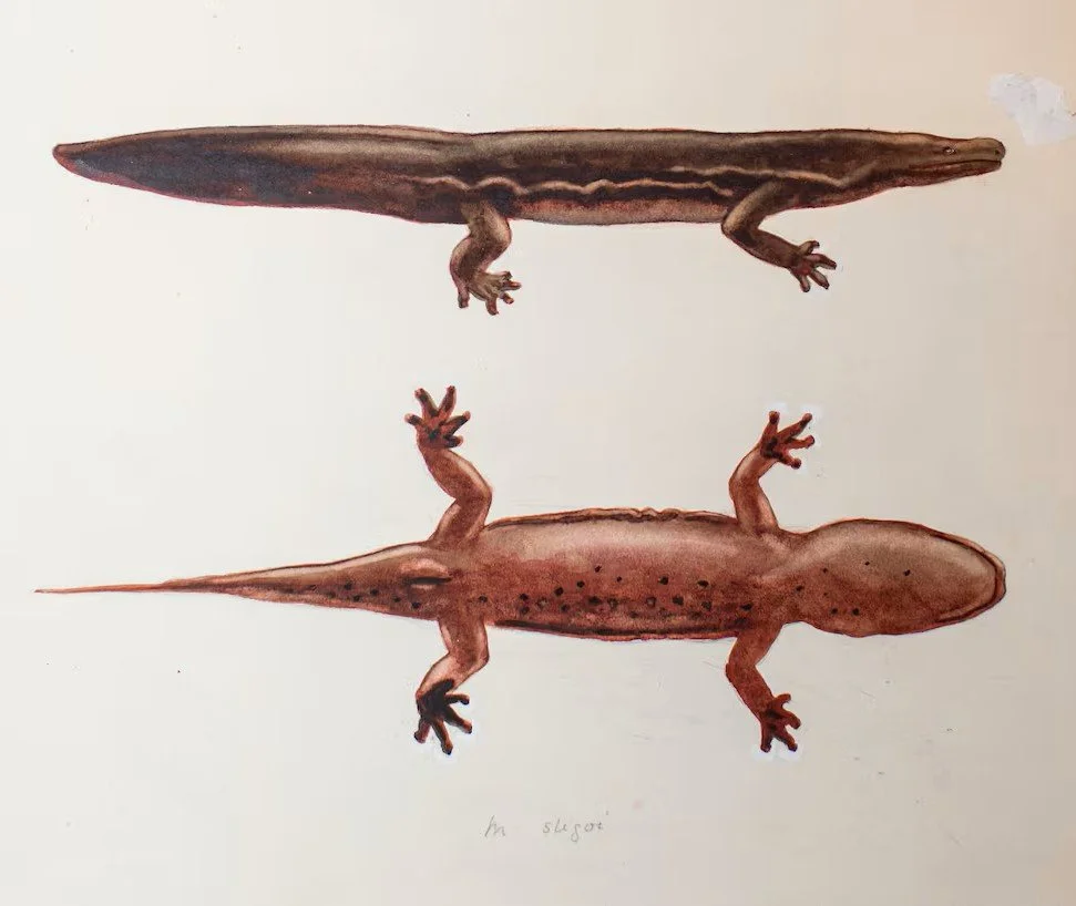 South China Giant Salamander