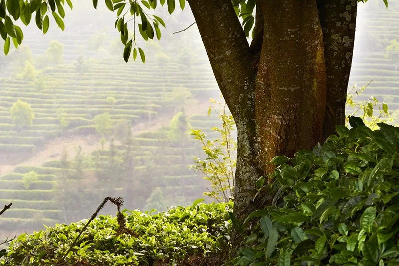 Yunnan: Part I - Pre-trip Research