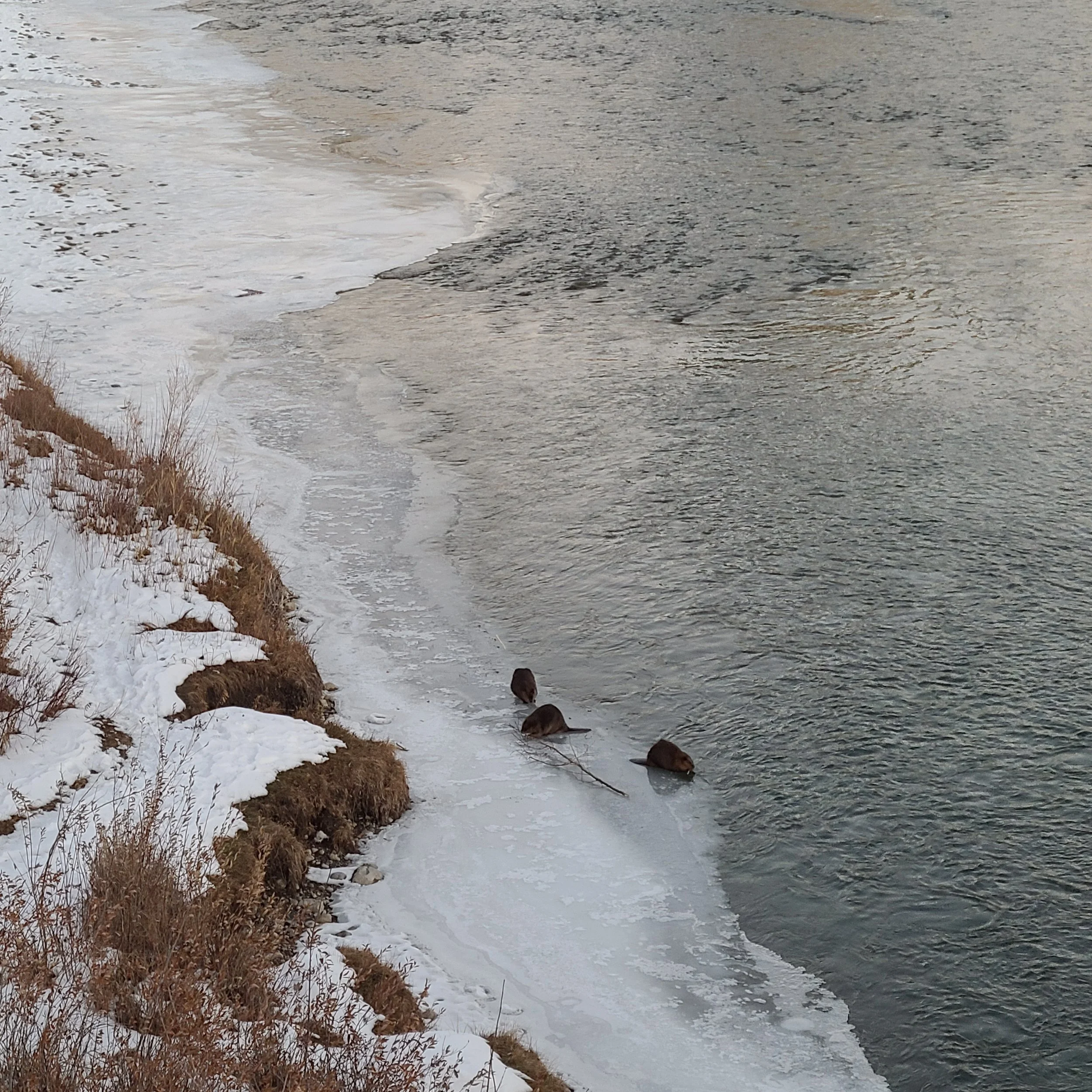 International Beaver Day