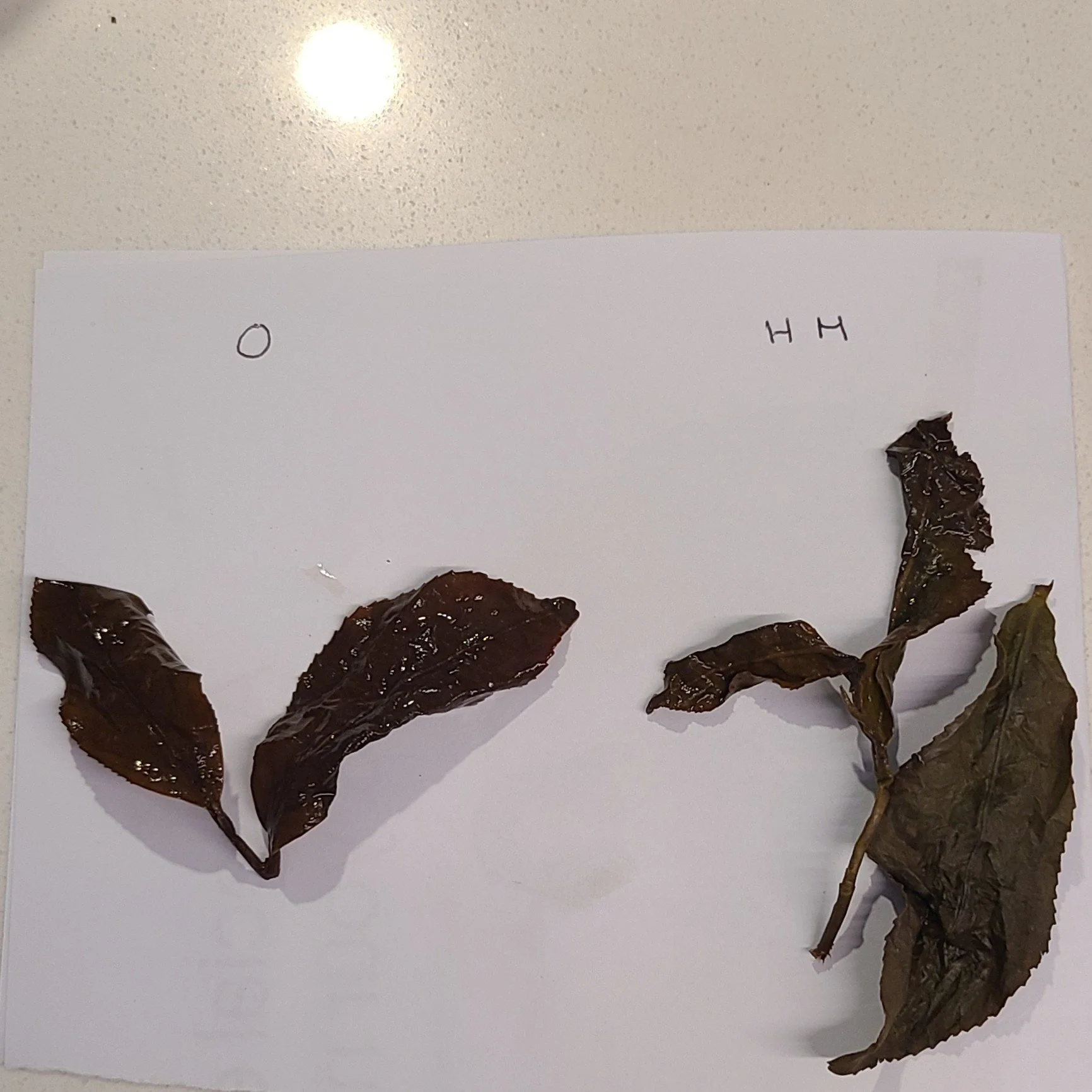 wet leaves - O (left); HM (right)