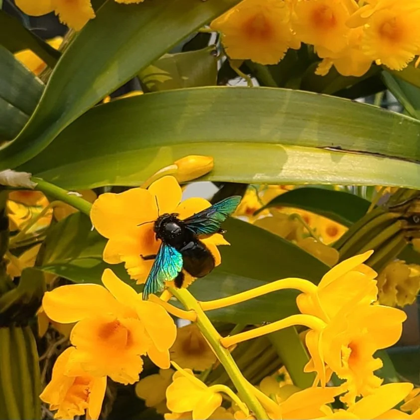 Green-winged Bamboo-Carpenter (Xylocopa nasalis) - Pu'er, China (2026)