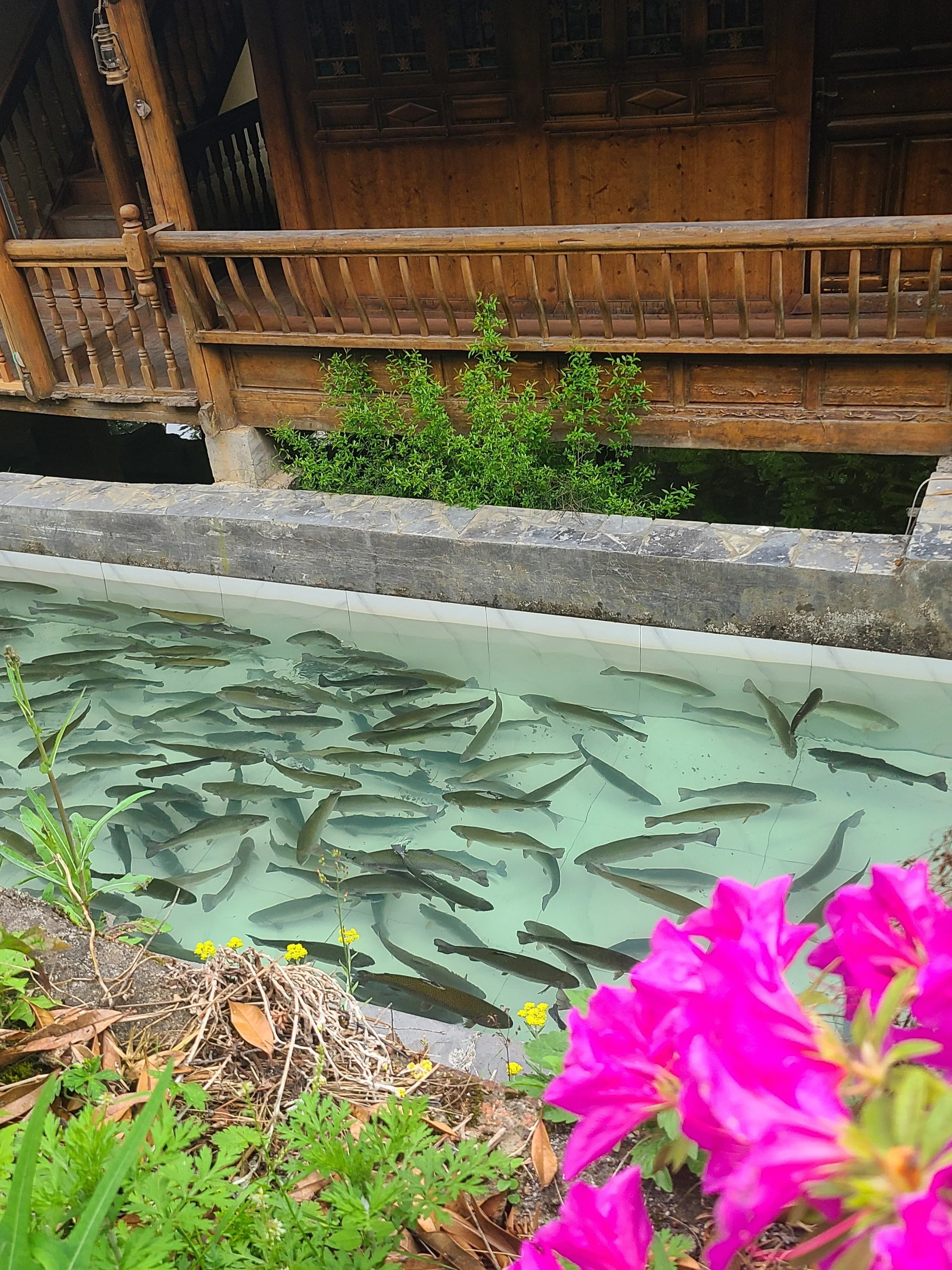 salmon farm