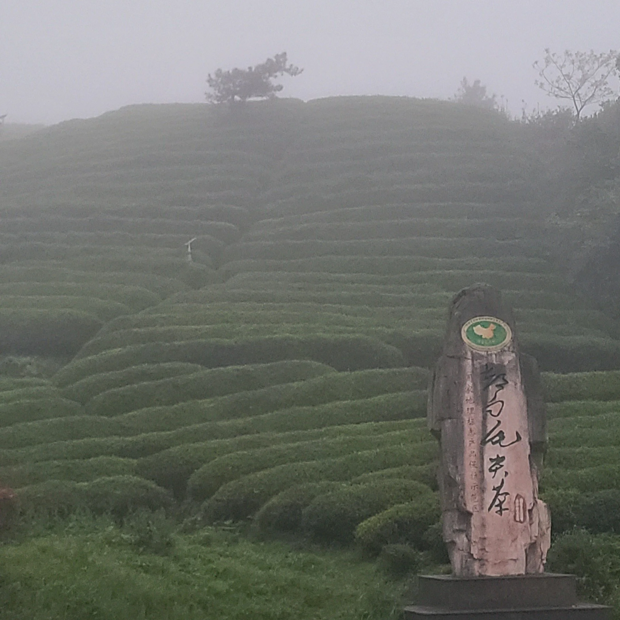 20260415_192127 tea garden.jpg