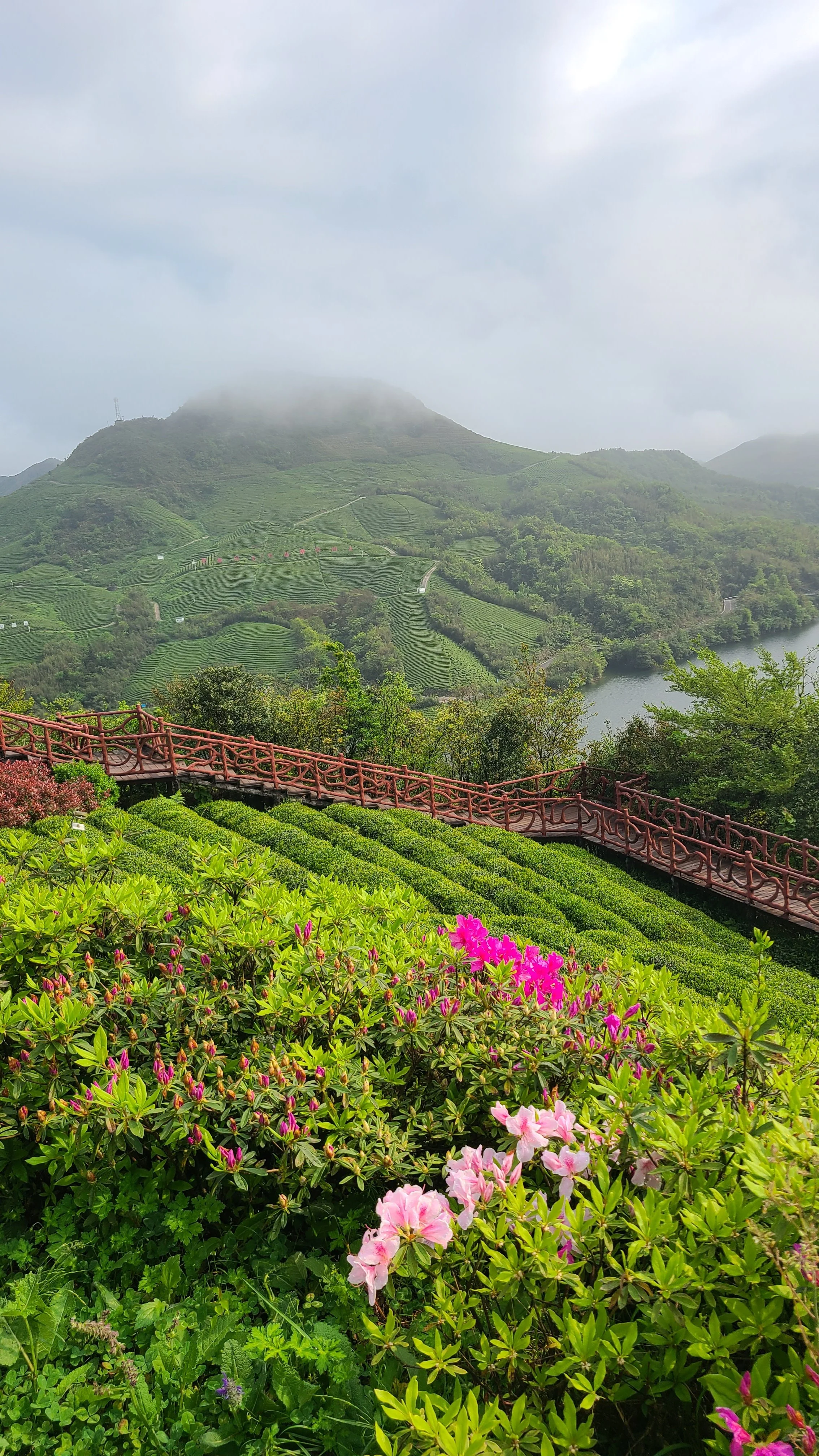 Spectacular tea garden
