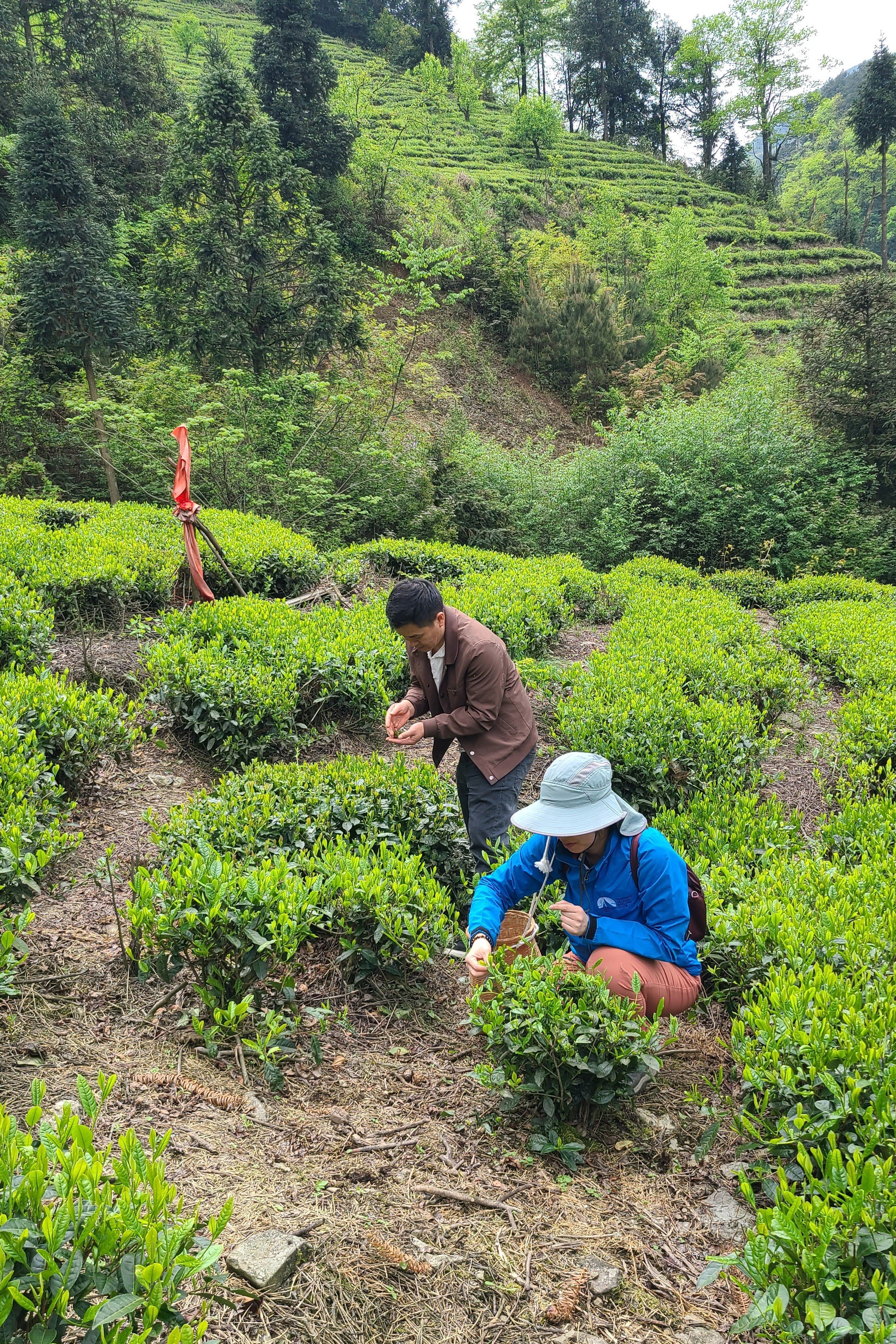 Plucking in the tea field