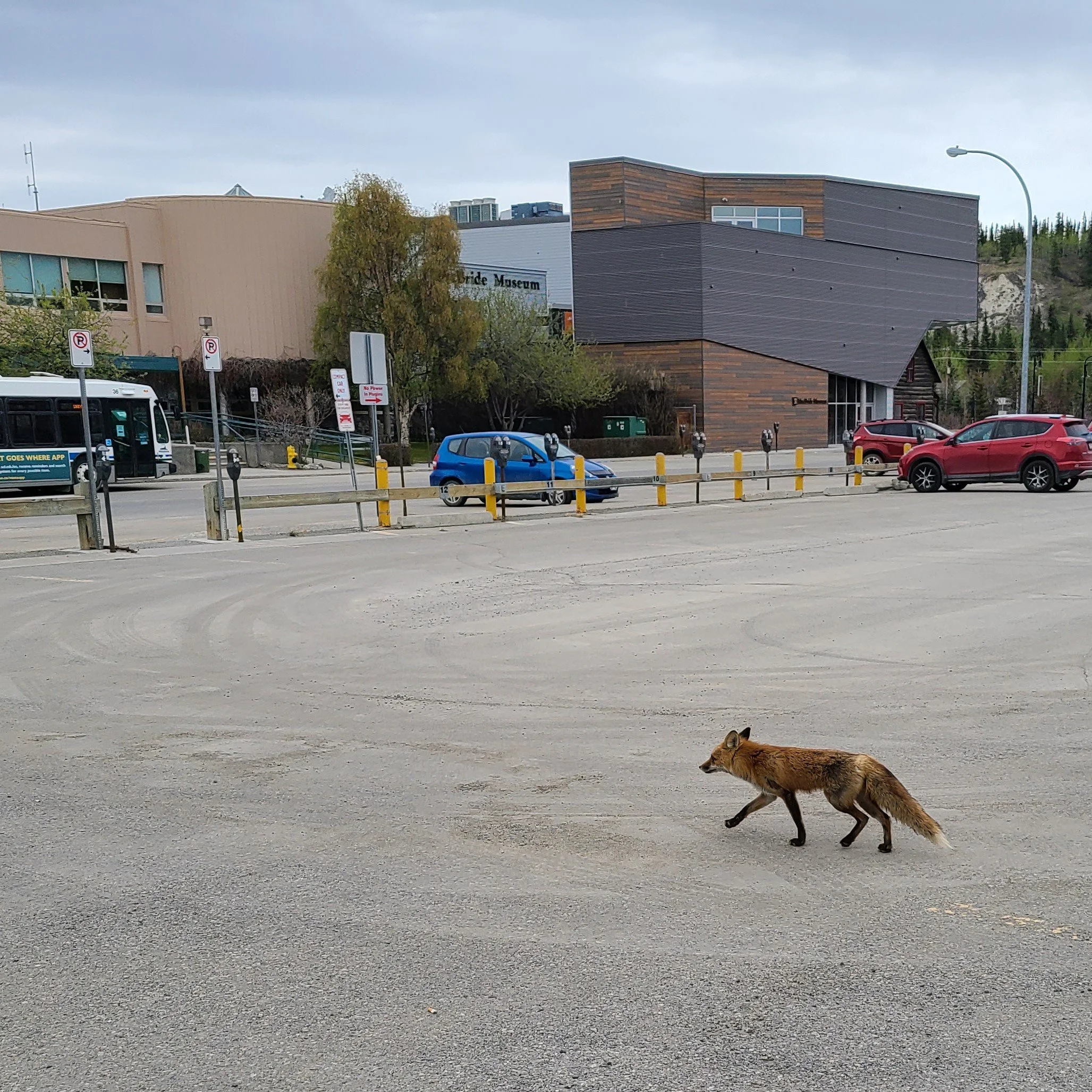 A fox passing by the MacBride Museum