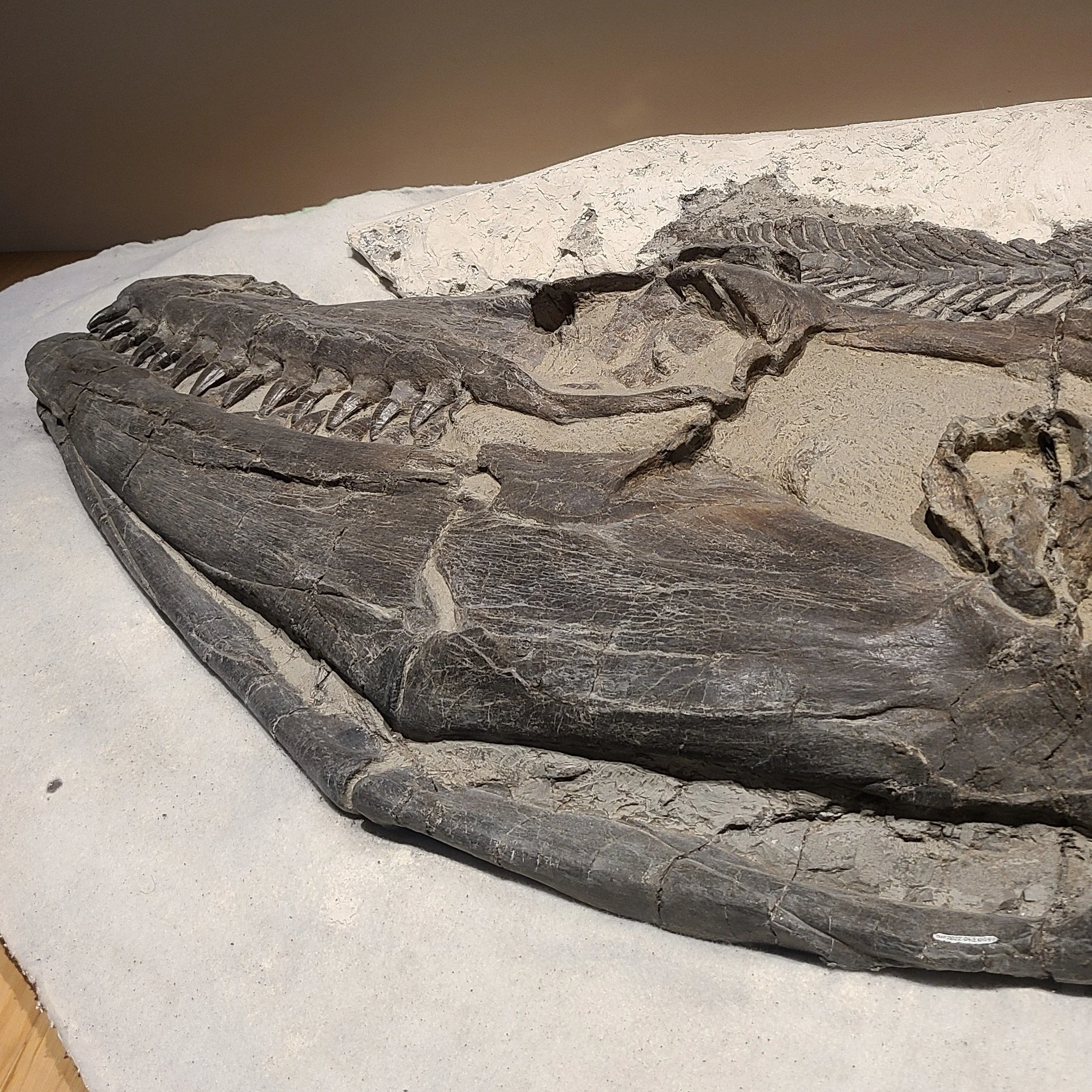 Prognathodon