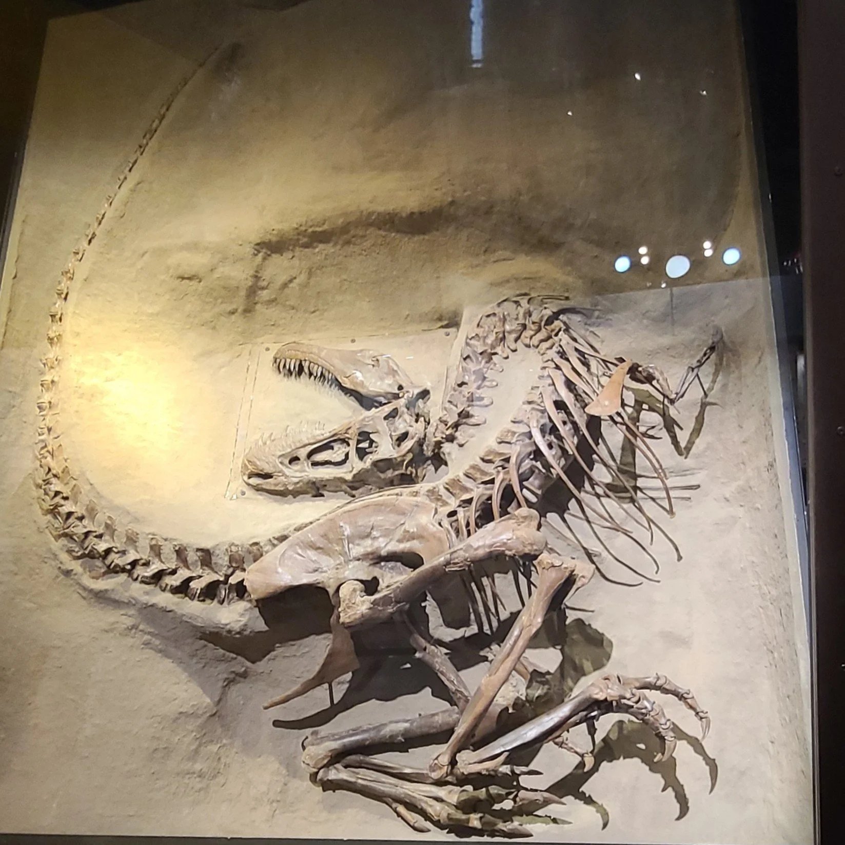 Gorgosaurus
