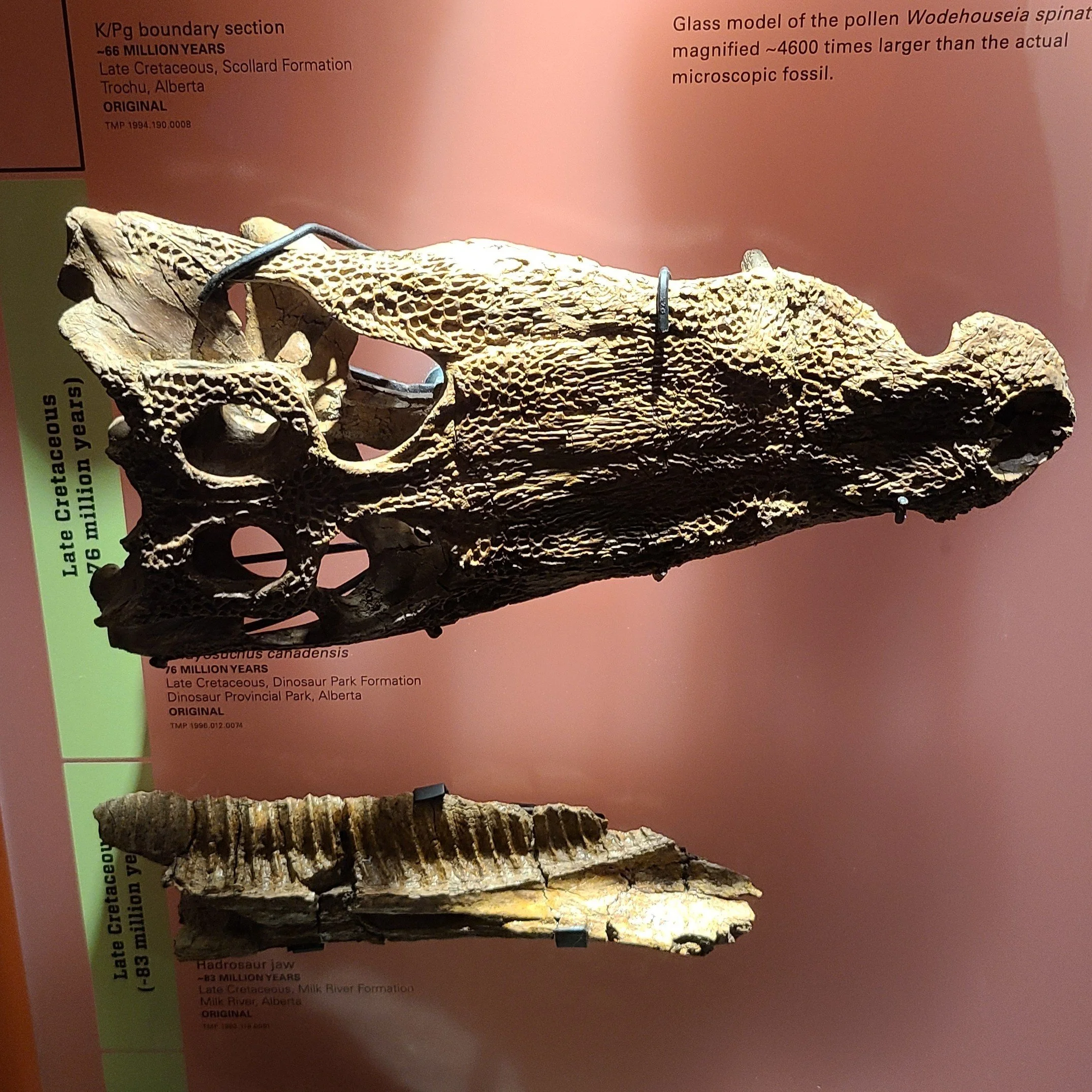 Leidyosuchus canadensis (top); Hadrosaur jaw (below)