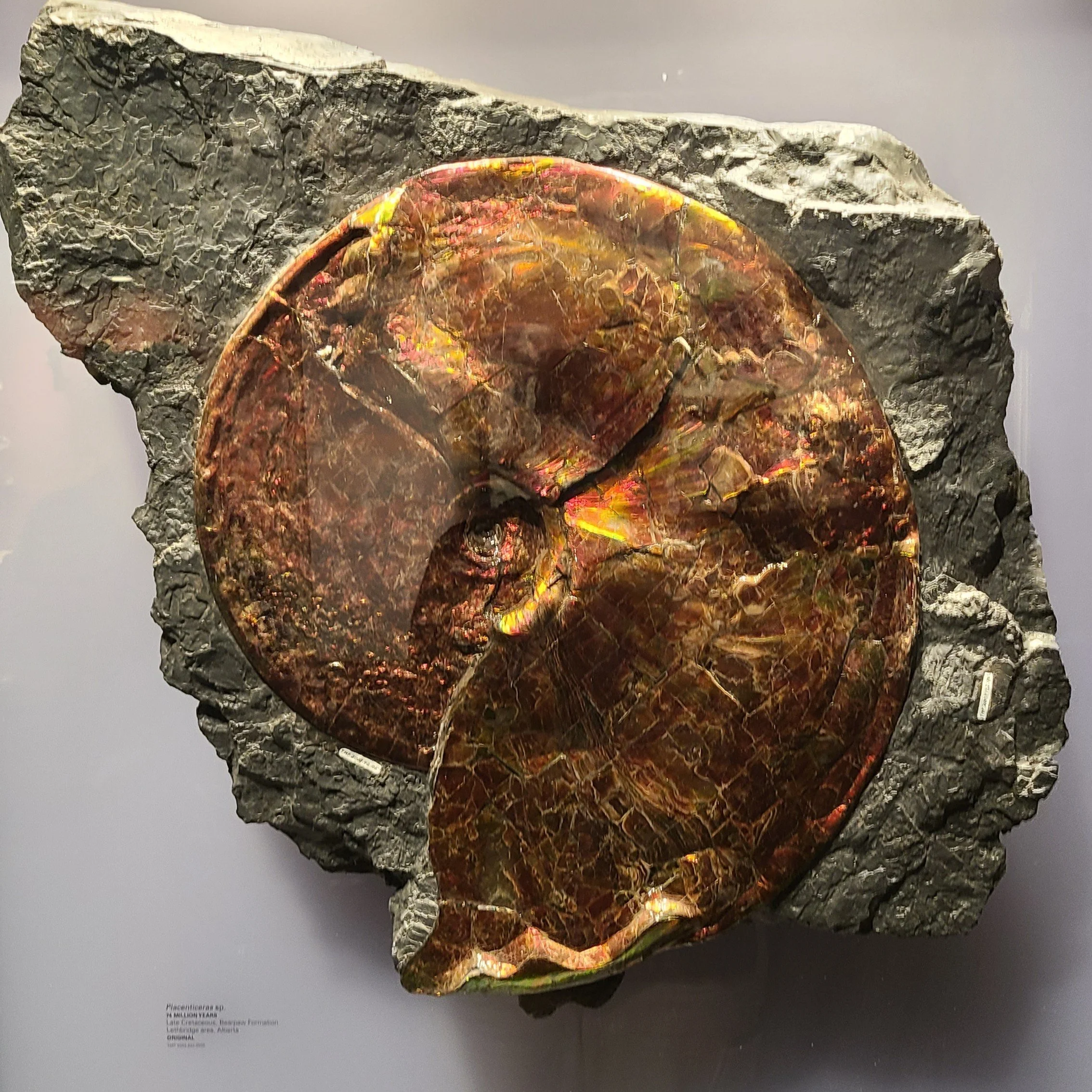 Placenticeras sp. (74 million years), Lethbridge, AB