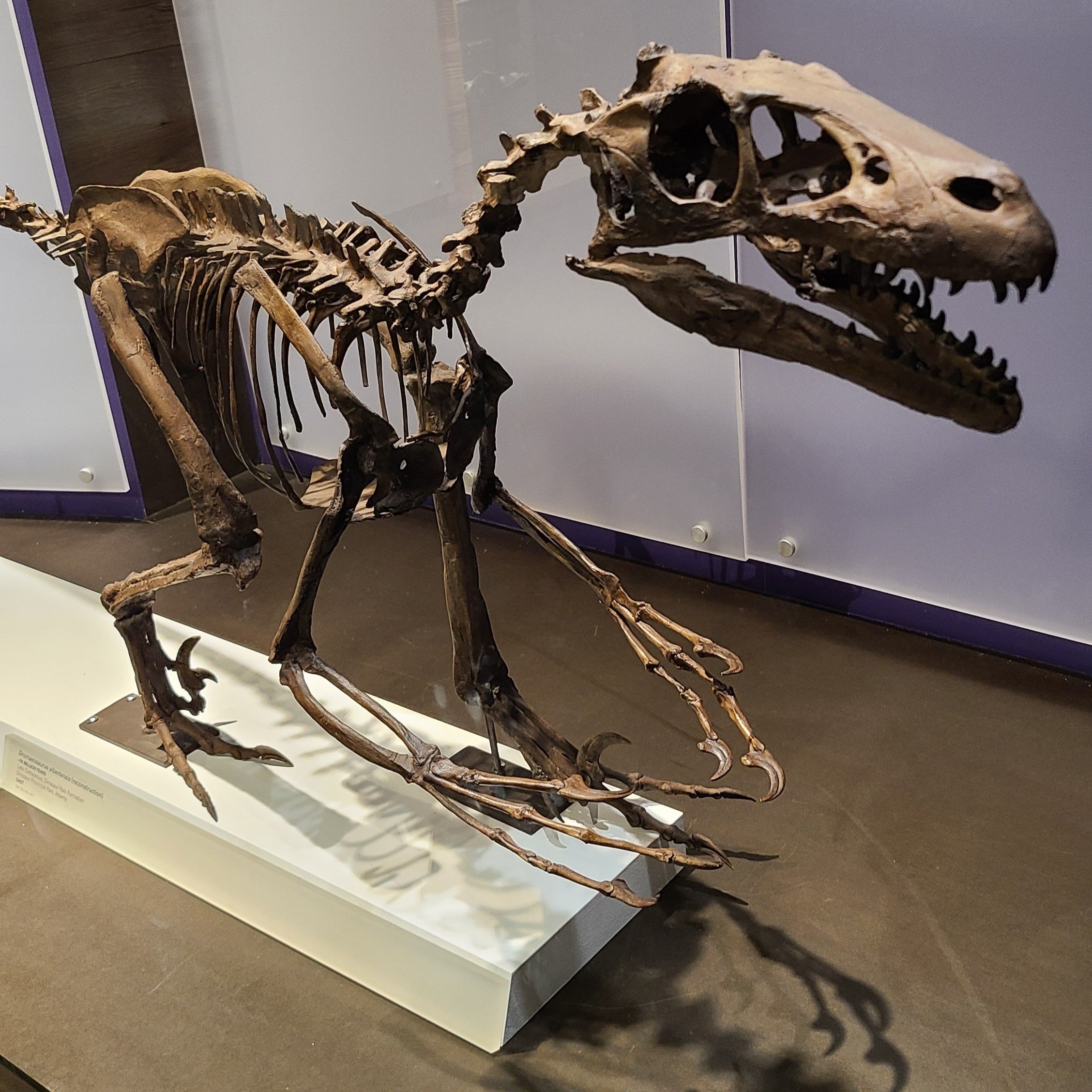 Dromaeosaurus albertensis (reconstruction)