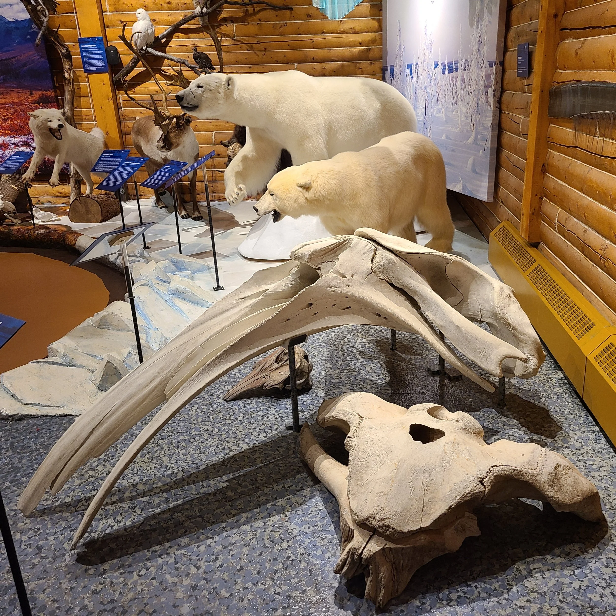 Bowhead whale &amp; other Arctic animals