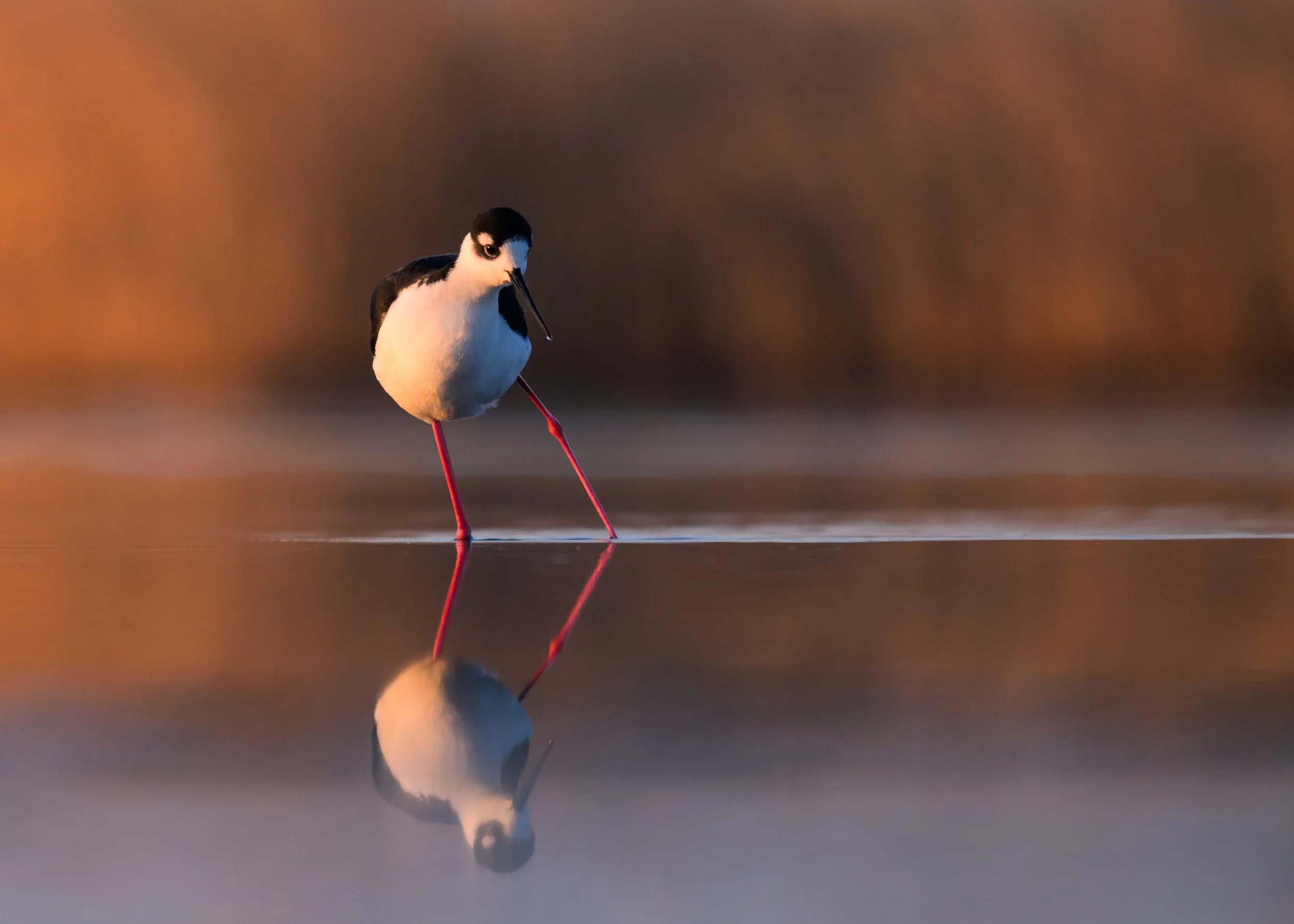 Black-necked Stilt and its reflection at Frank Lake