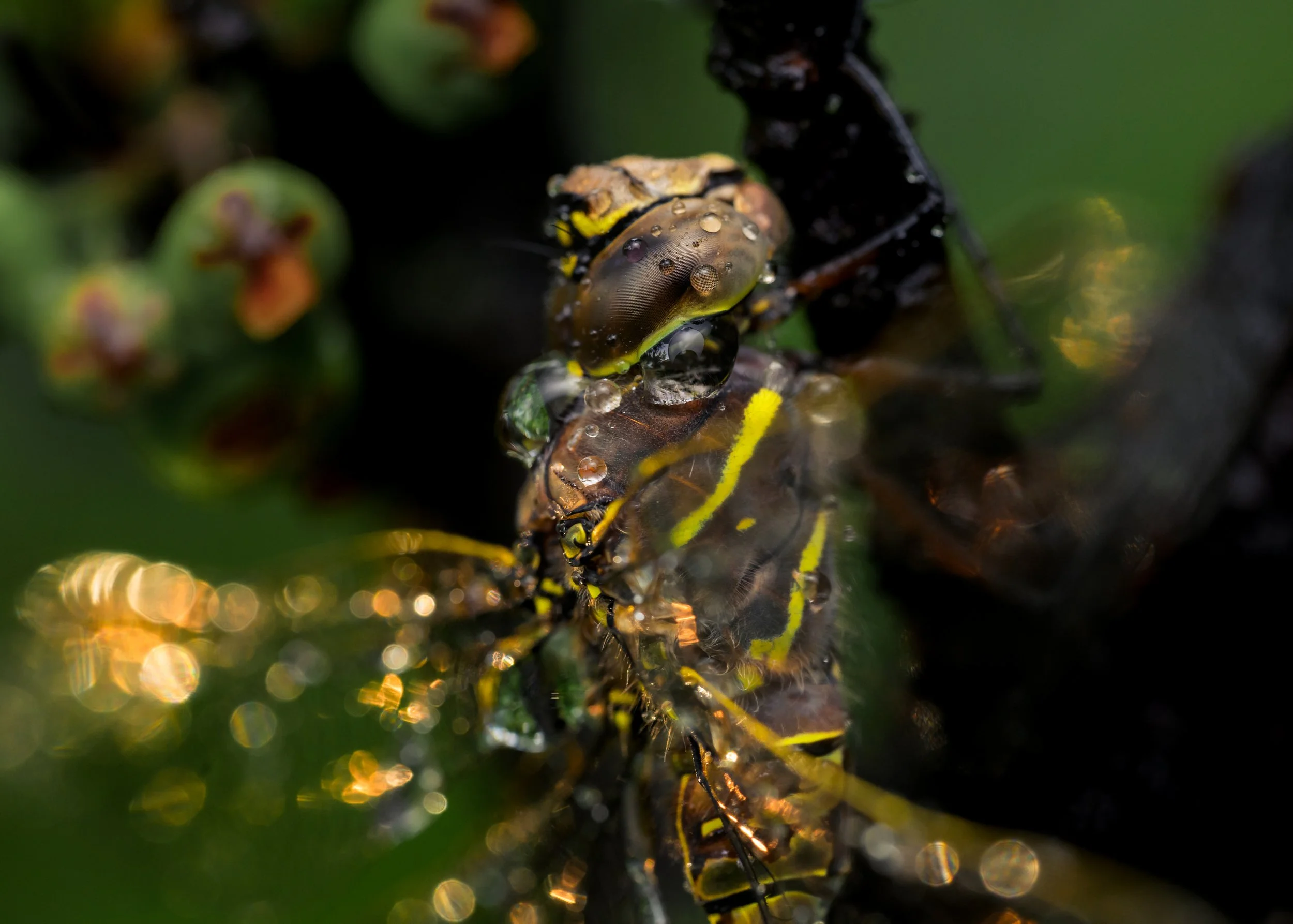 Yellow-Darner at sunrise in Paskapoo Slopes