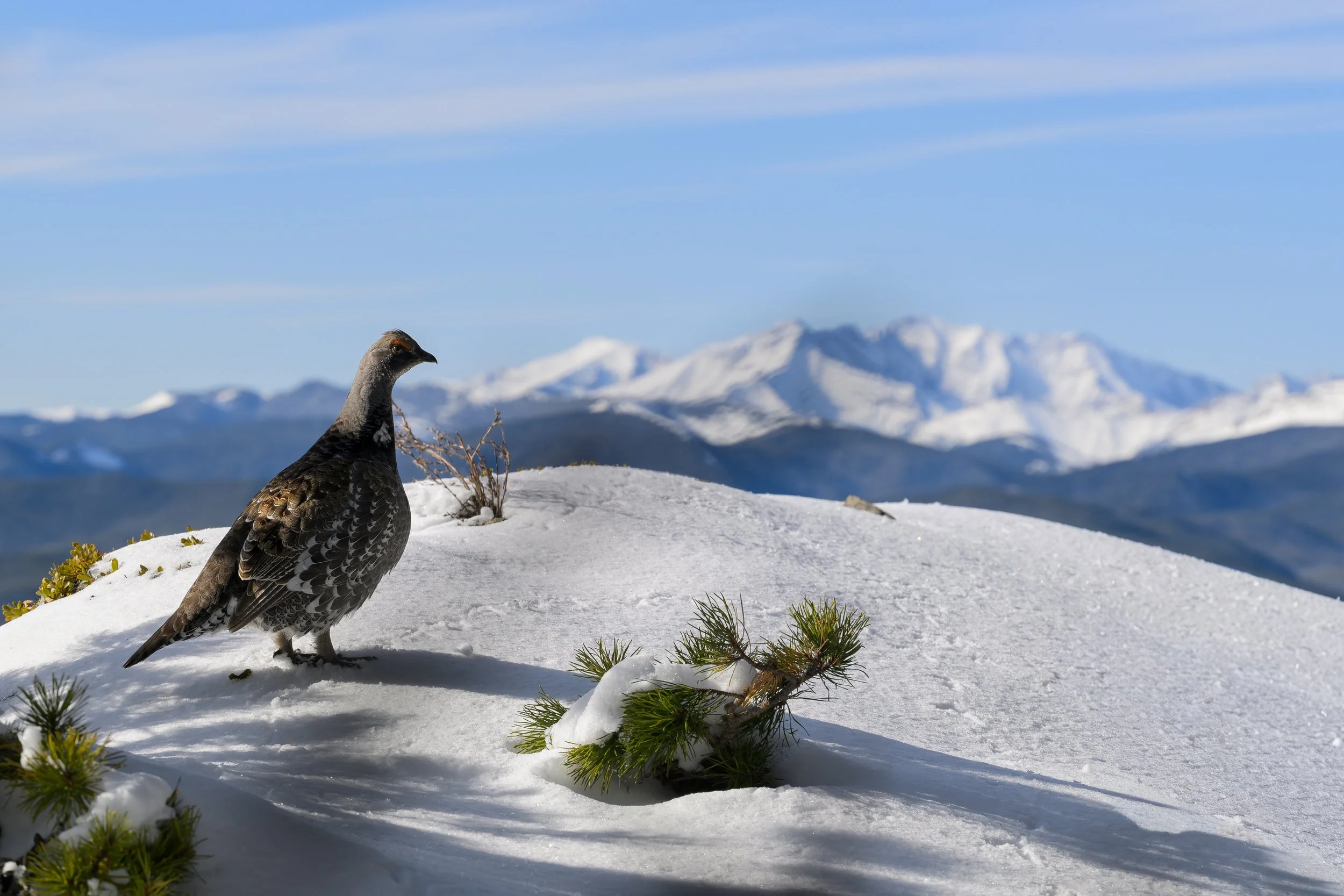 a Dusky Grouse overlooking the Sheep River valley and Junction Mtn