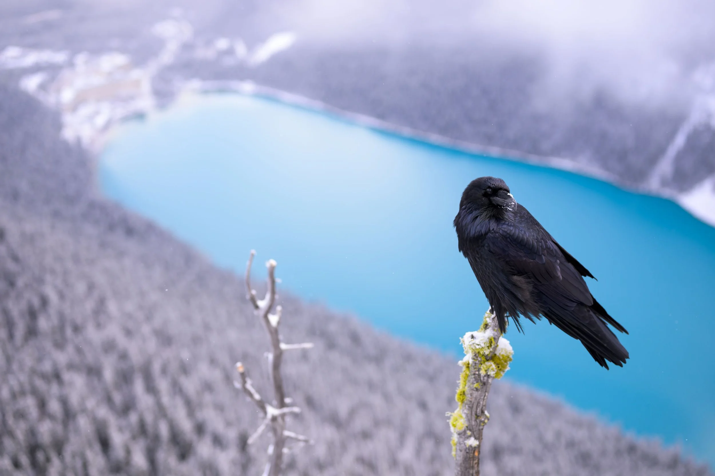 Common Raven contrasting against the emerald that is Lake Louise