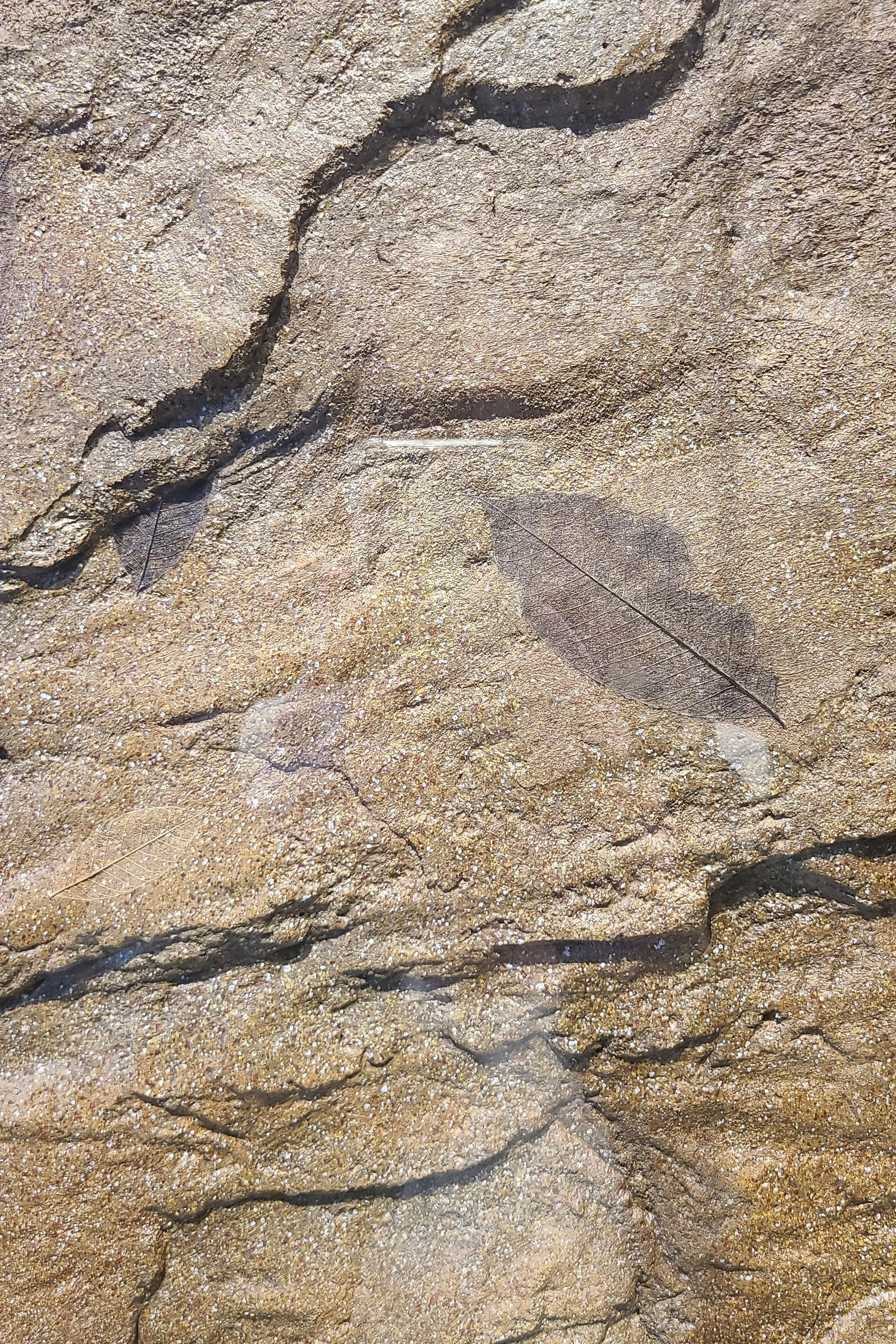Fossilized tea leaves (replica)