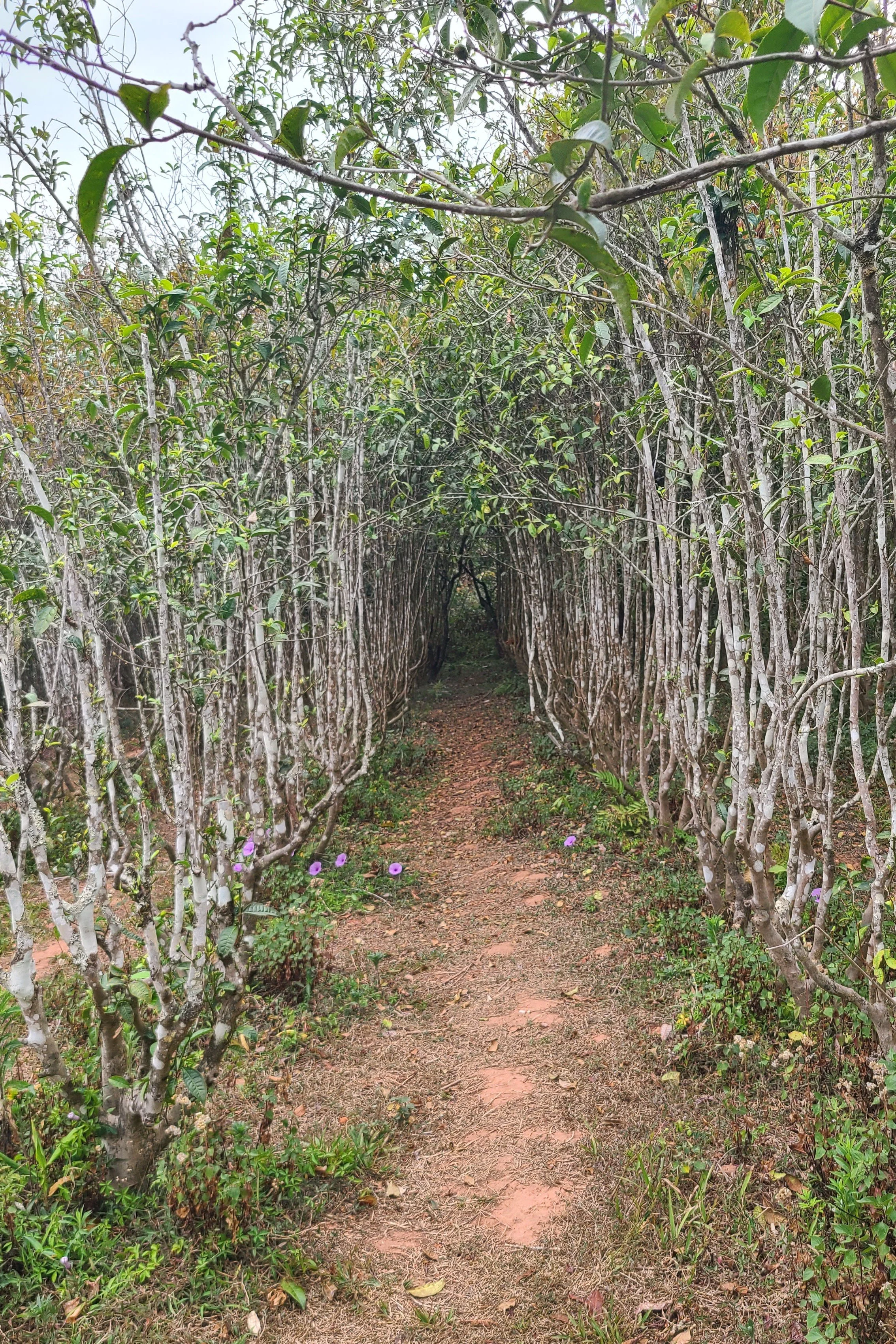 Tea garden next to the route