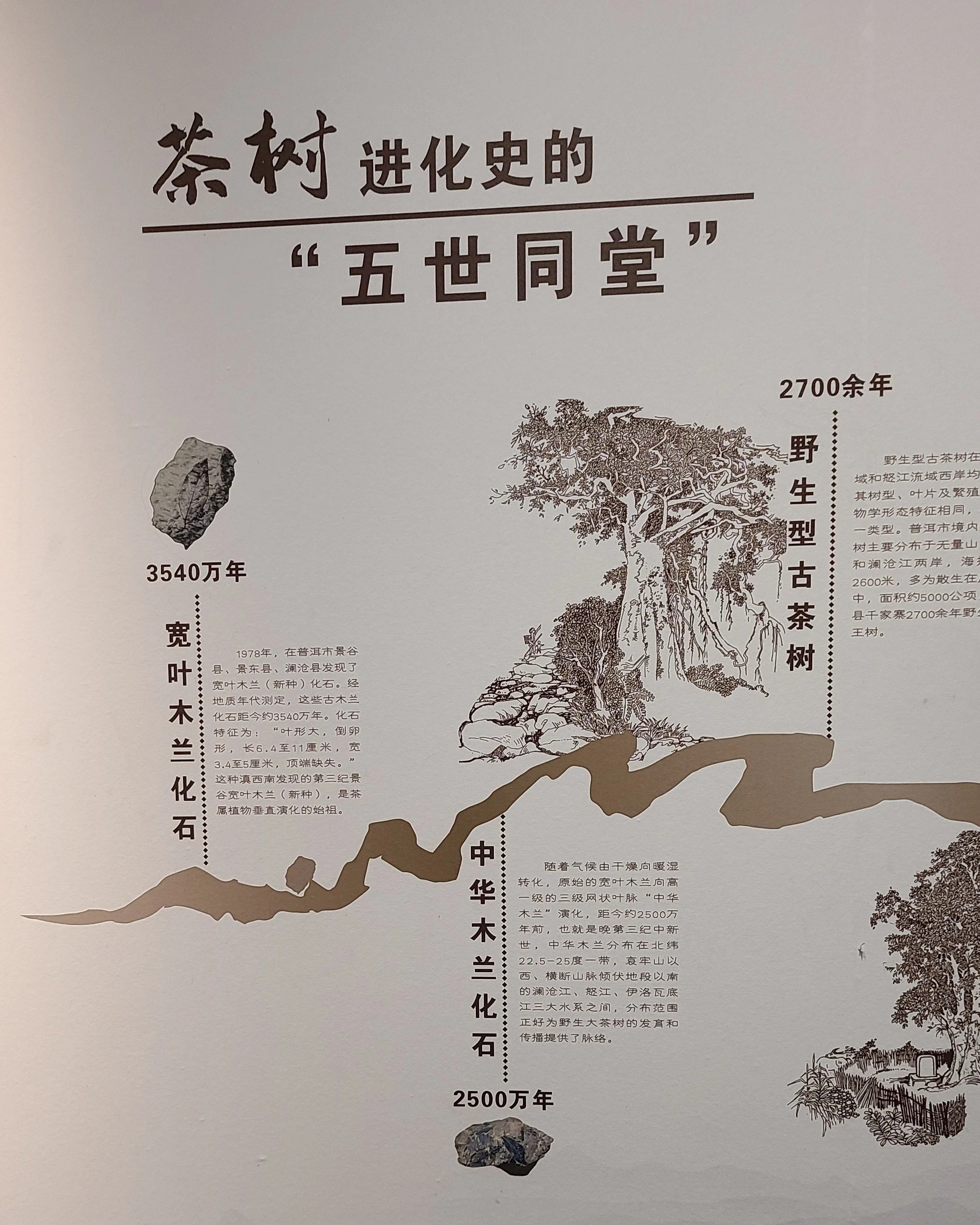 history of tea