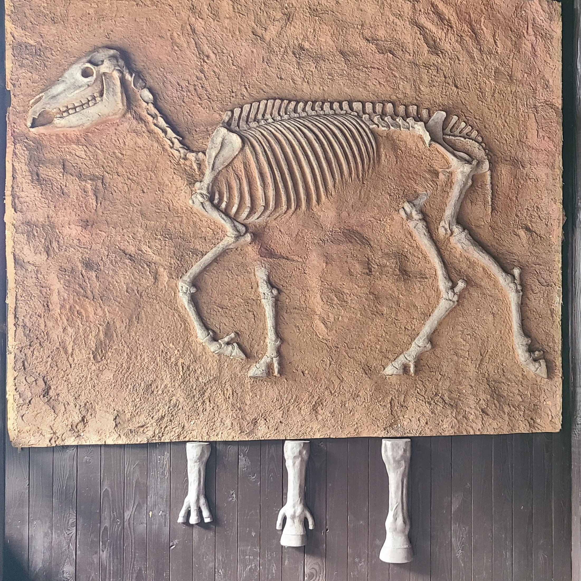 equine skeleton