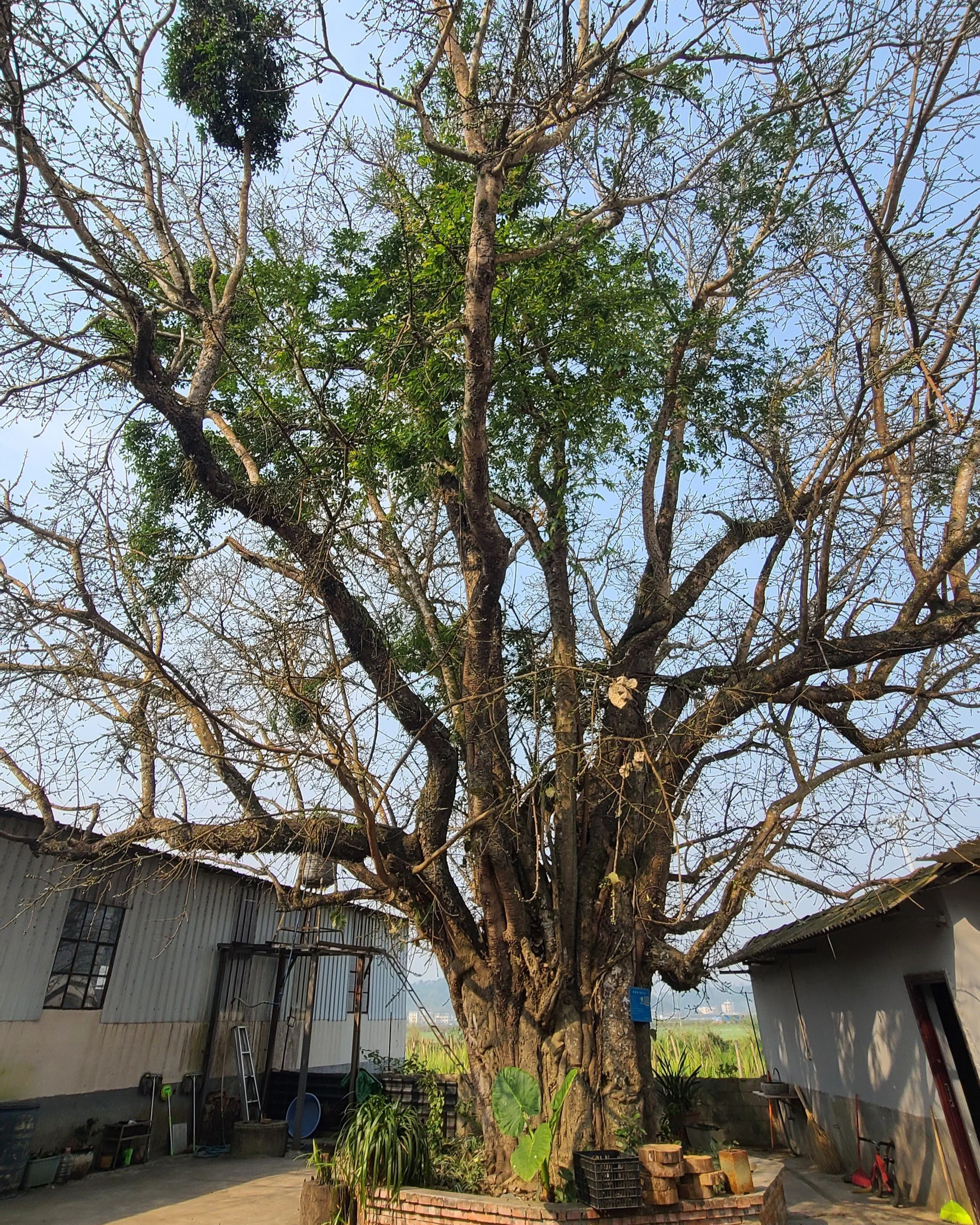 A 300 year old Bodhi tree (Ficus religiosa) [1] at Wei Feng's factory