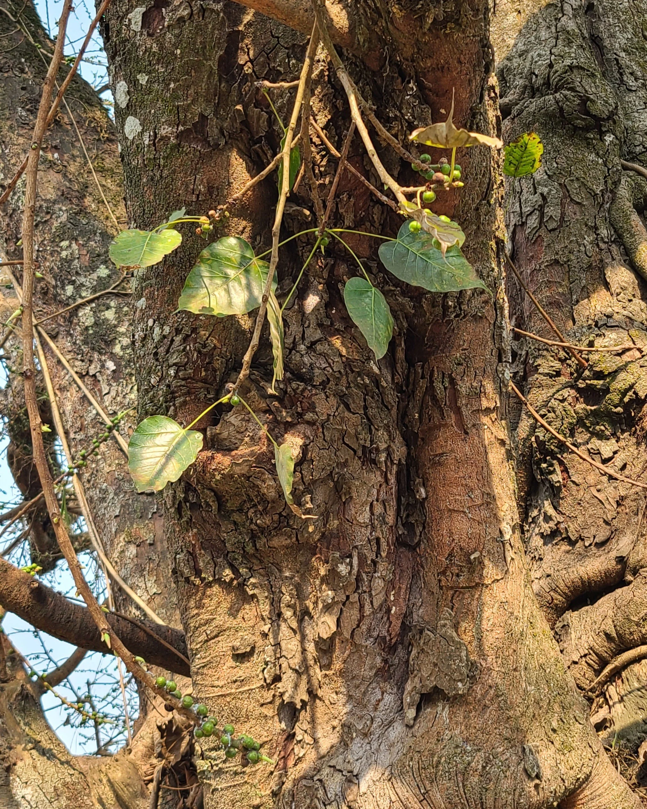 Close-up of the Bodhi tree's bark and leaves